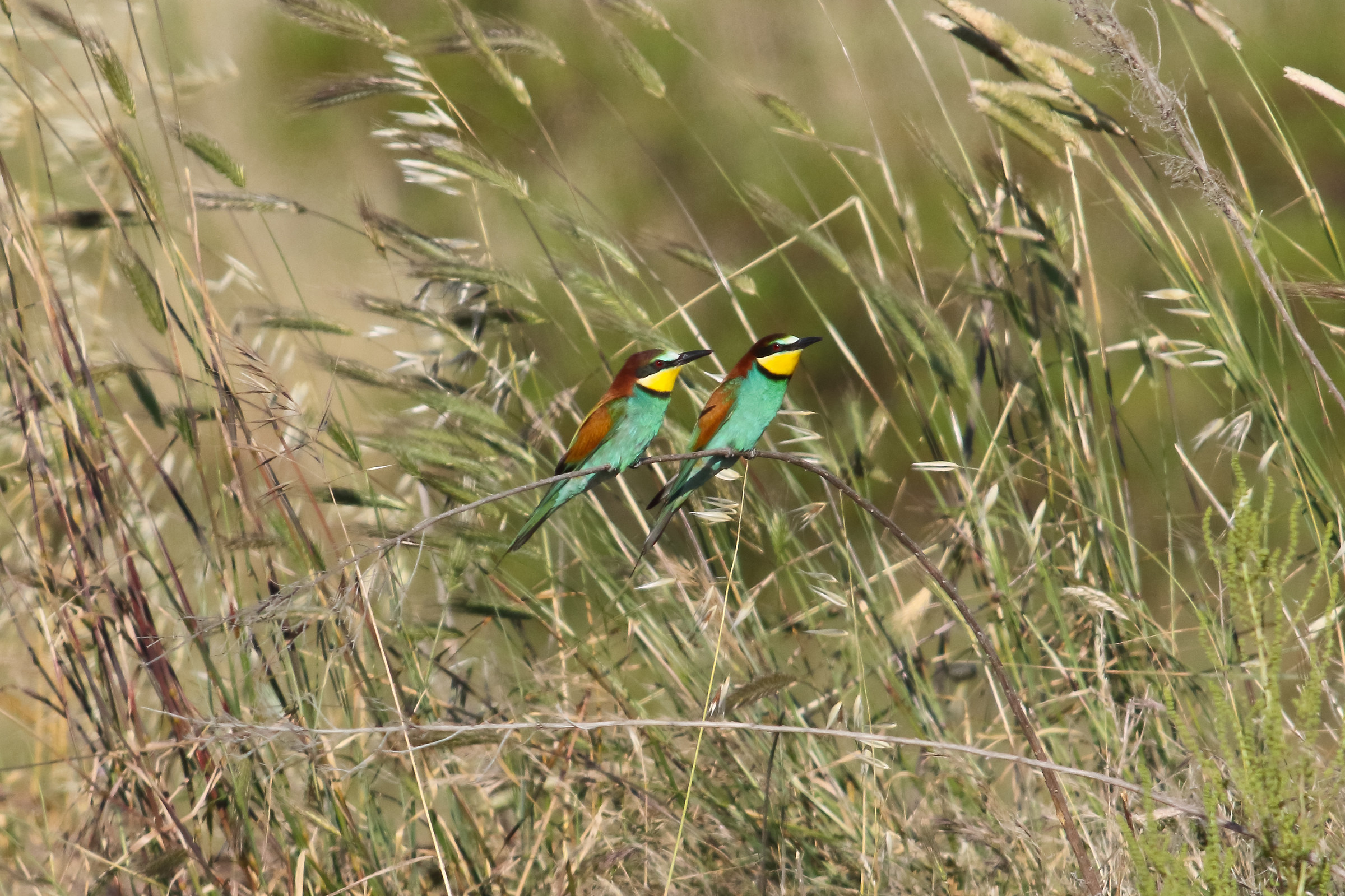bee-eaters Ambientati