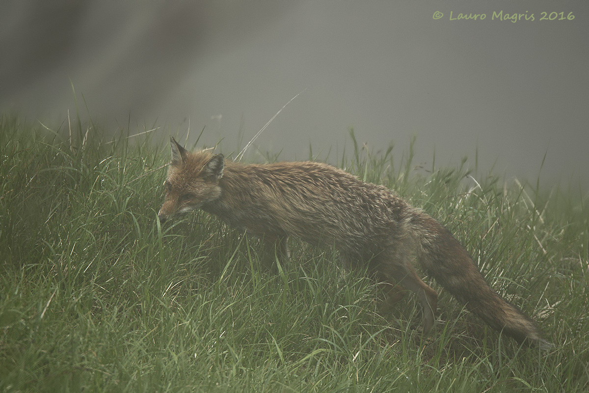 Fox in the fog