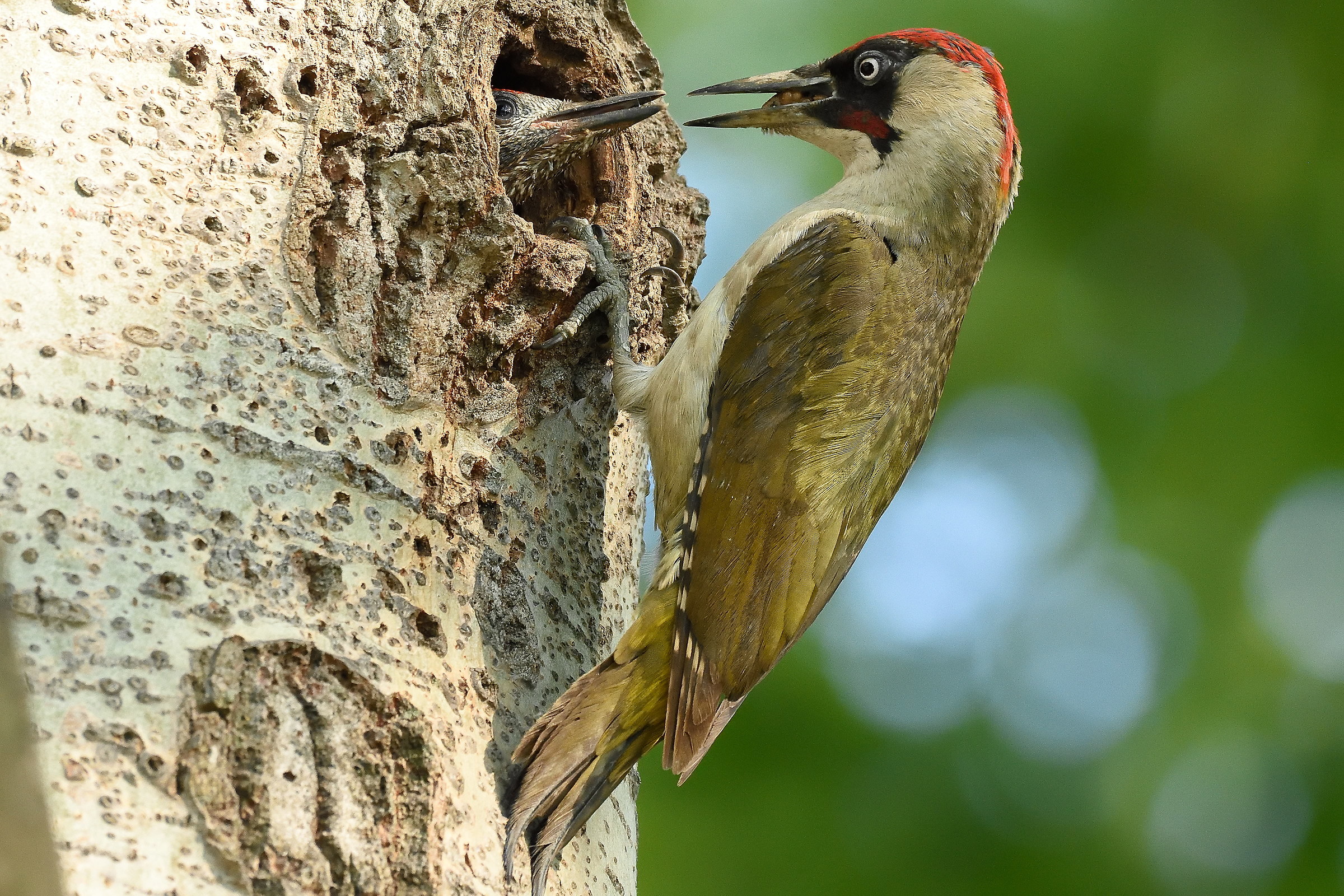 Green woodpecker