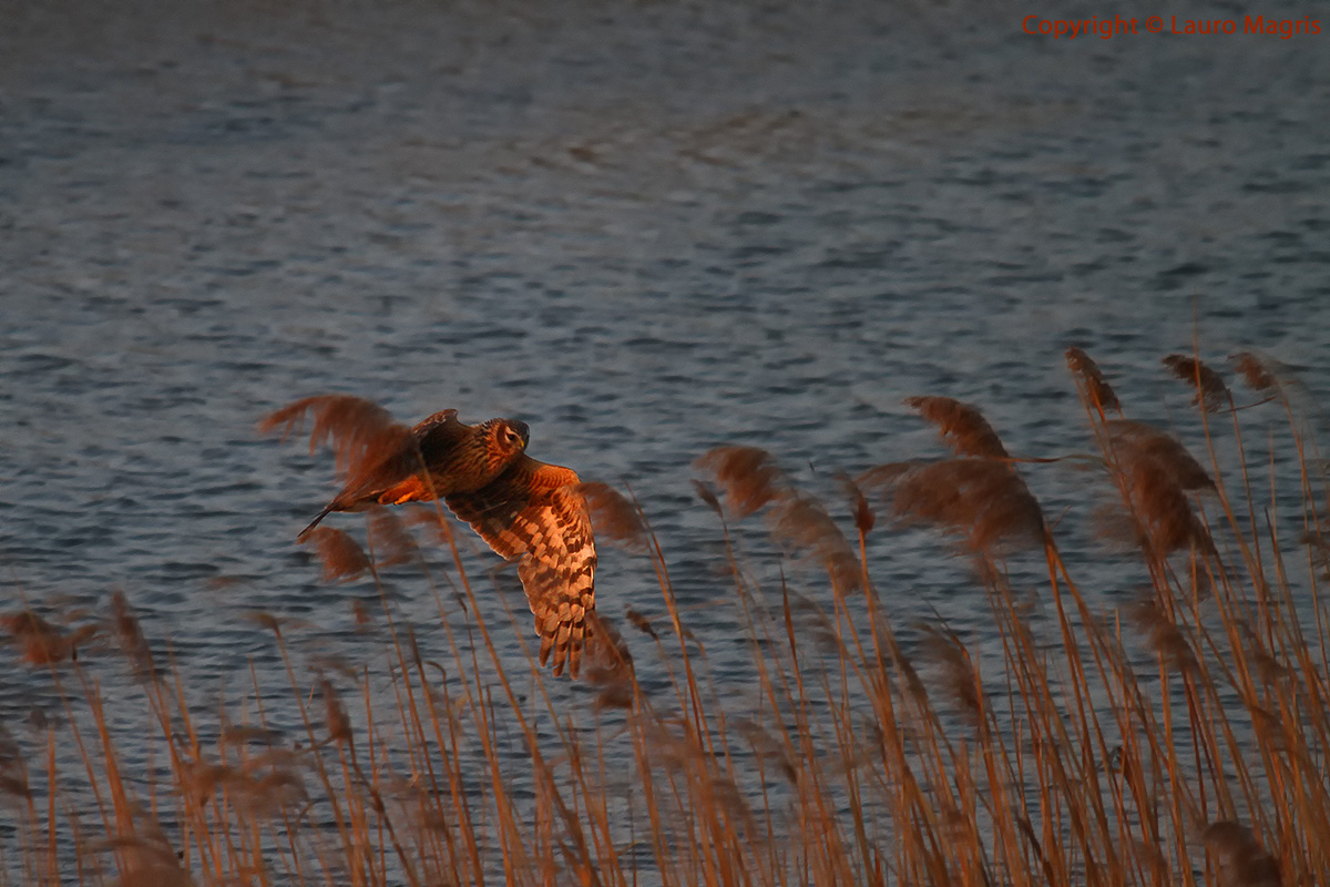 Overflights at low altitude at sunset