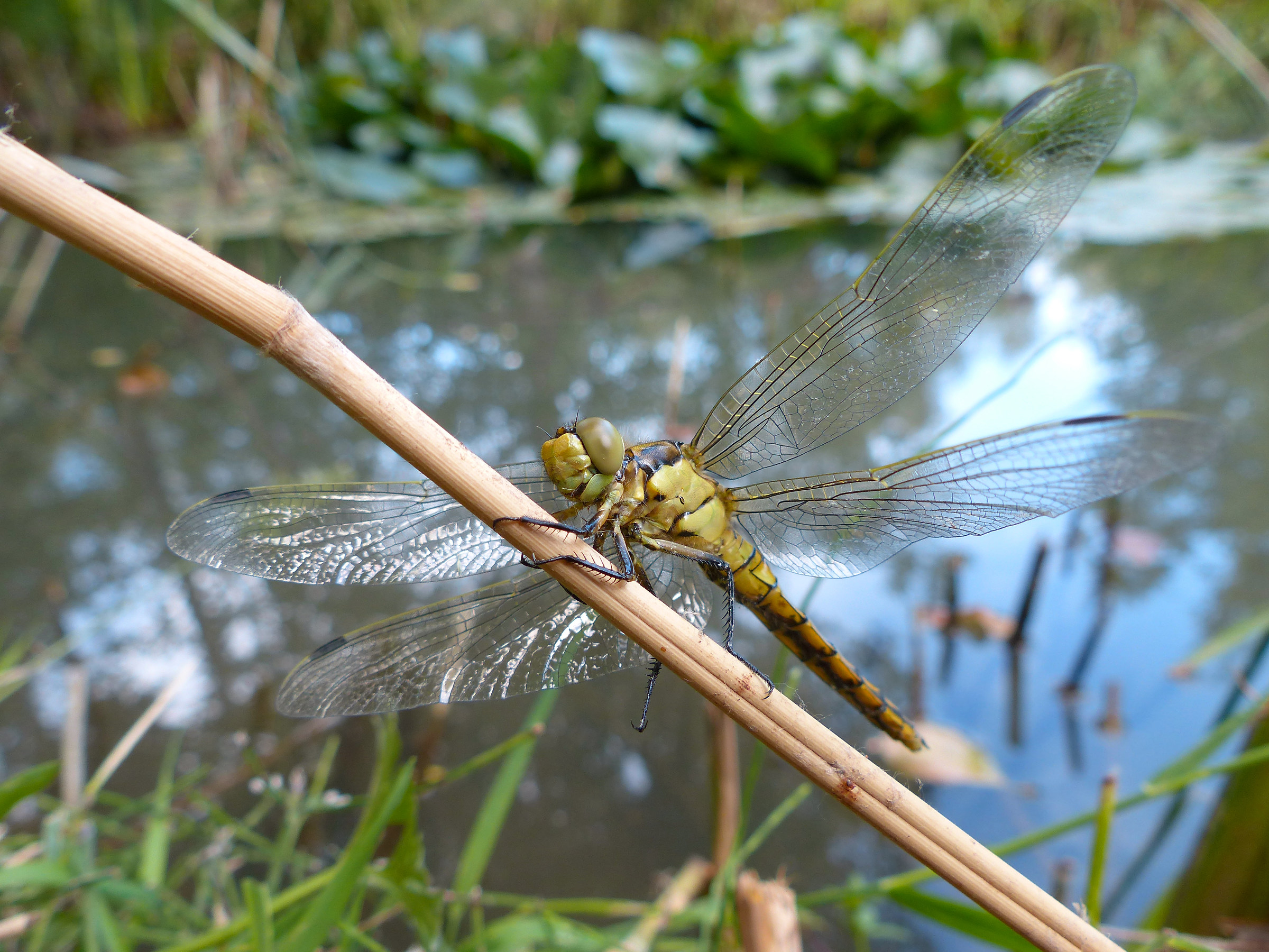 Dragonfly 2