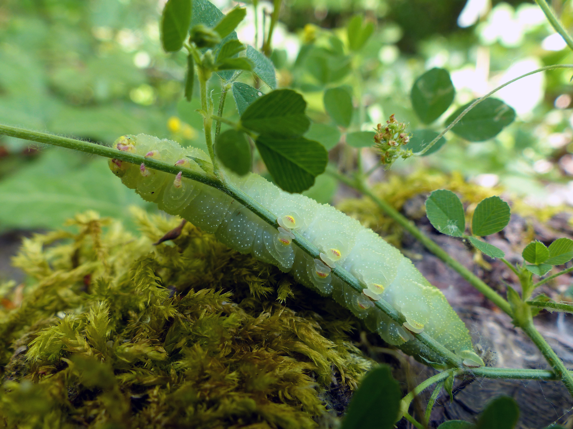 Caterpillar of the sphinx