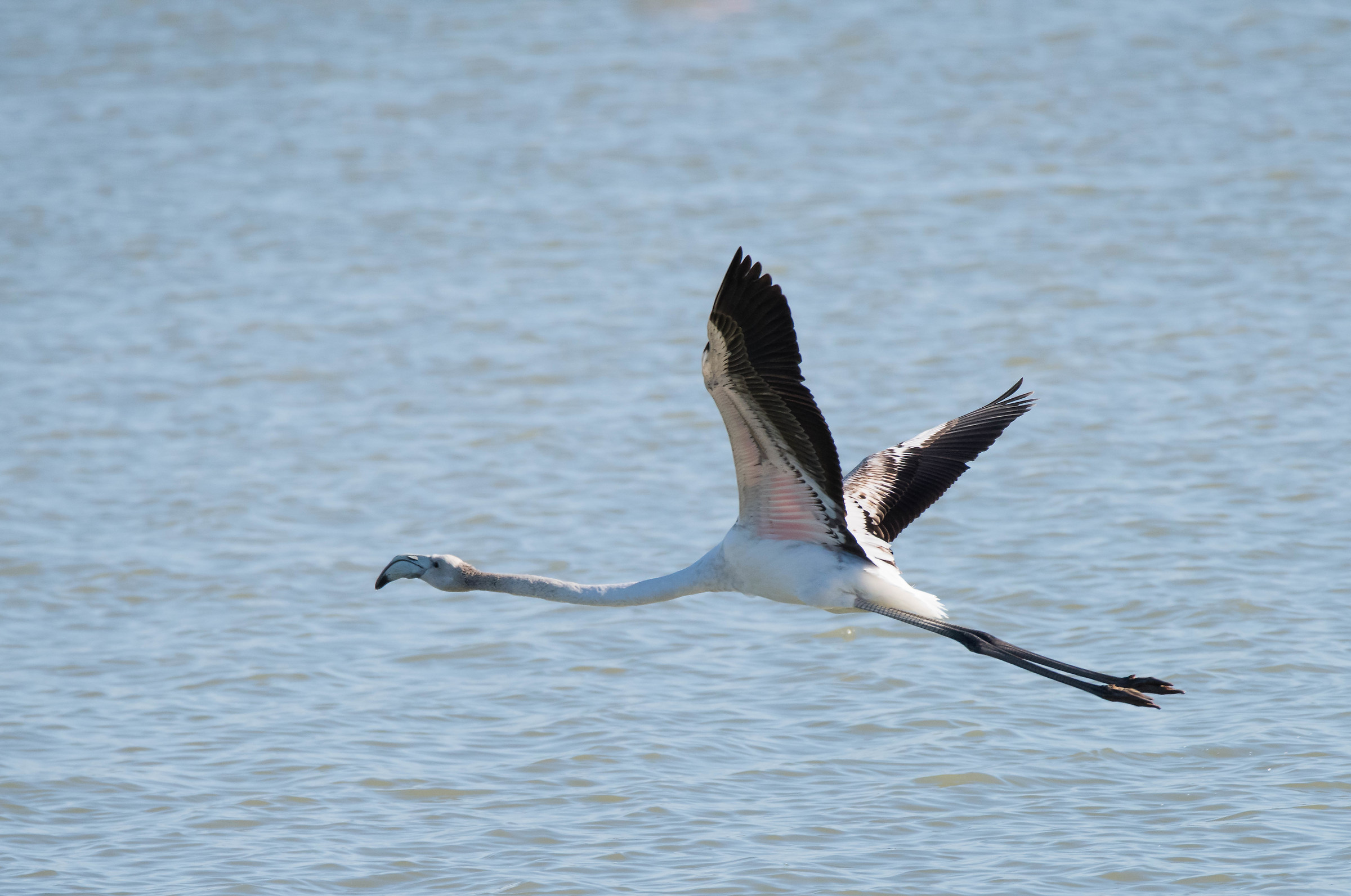 Flamingo Flight Radente