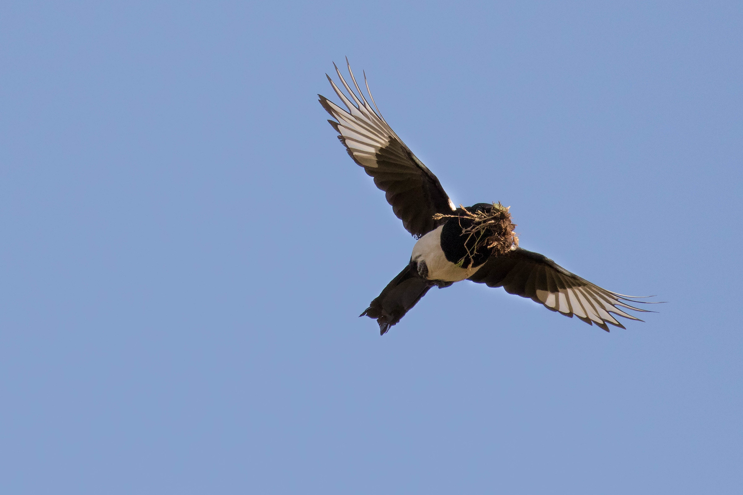 Gazza under construction