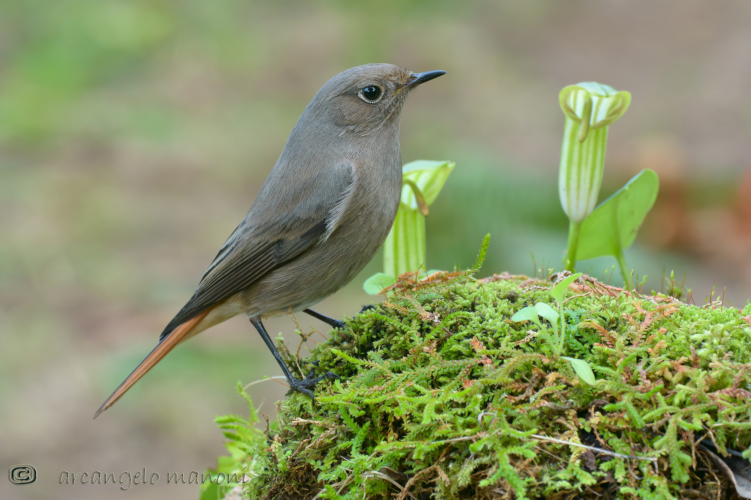 Redstart female spazzacamio