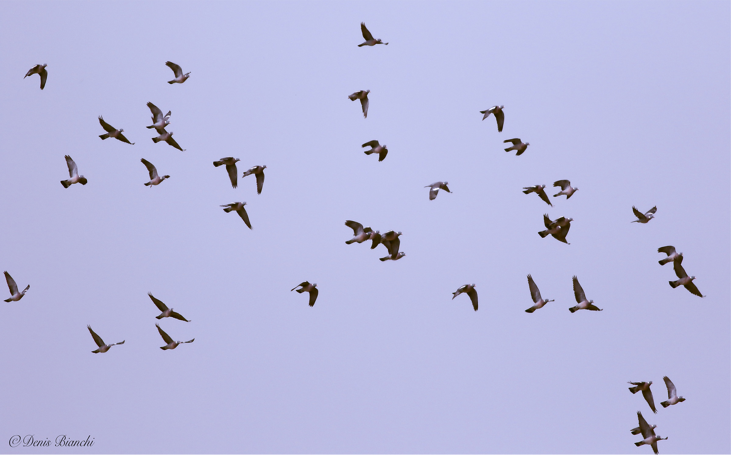 Stormo di colombacci