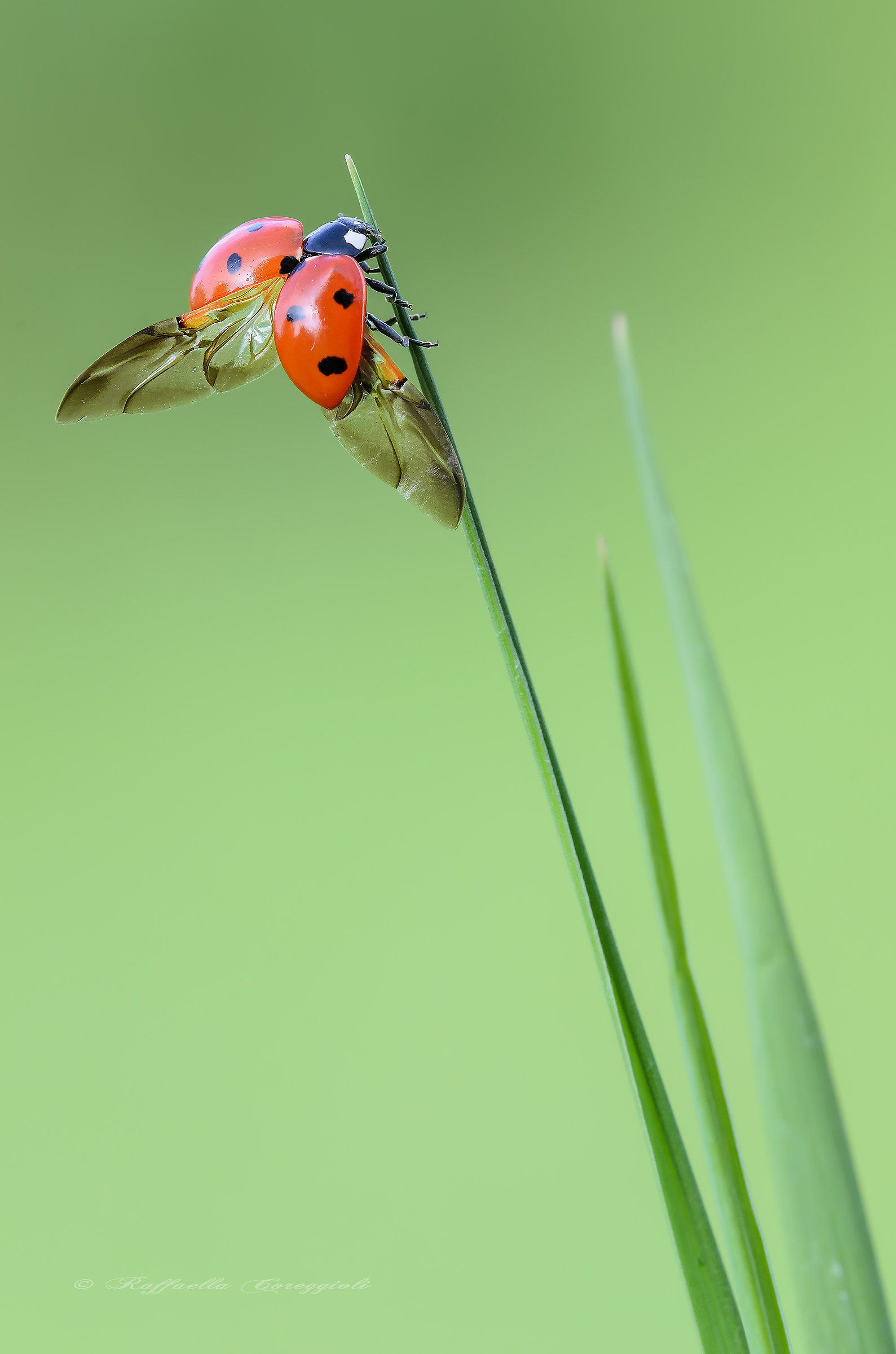 La lap dance della Coccinella