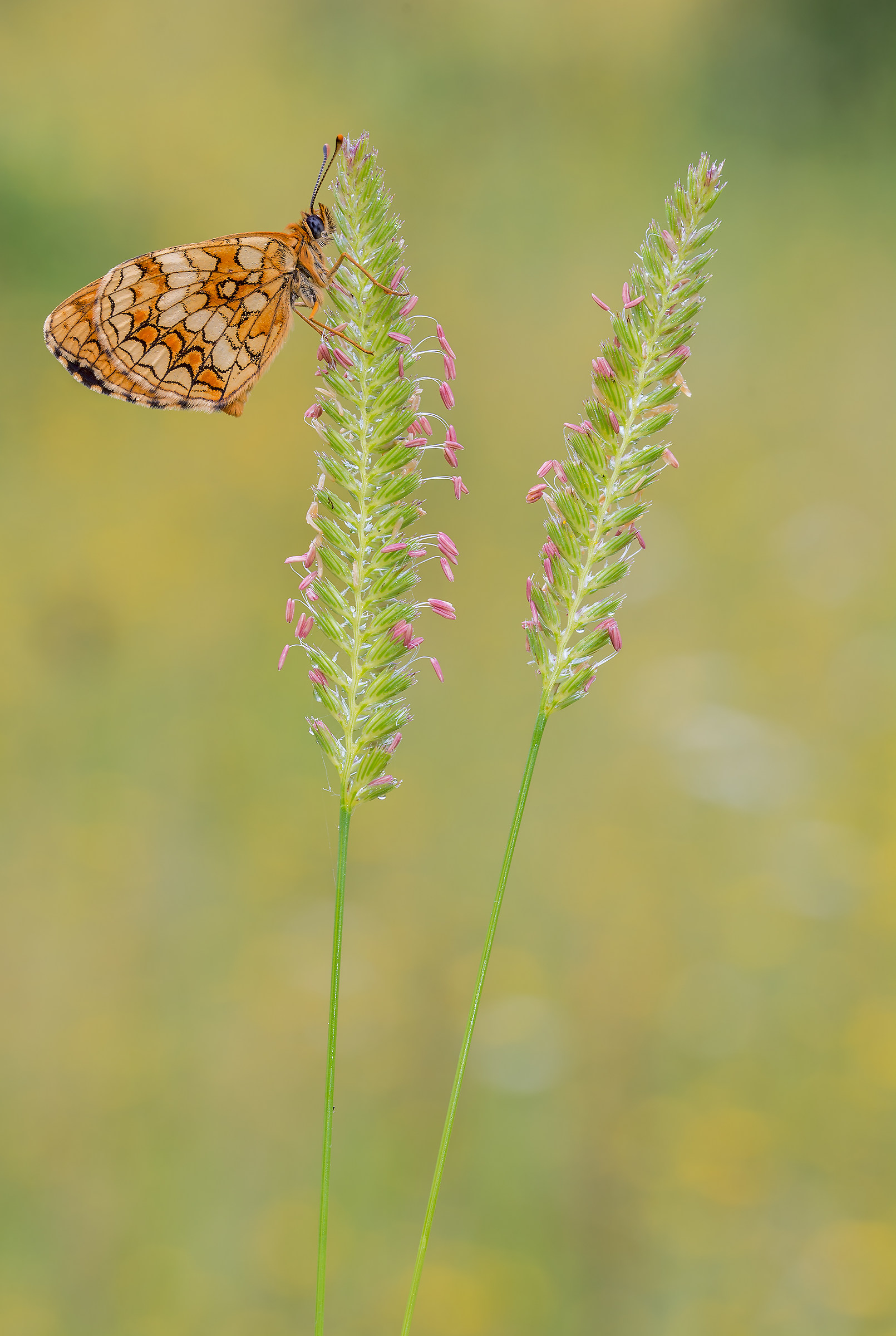 melitaea