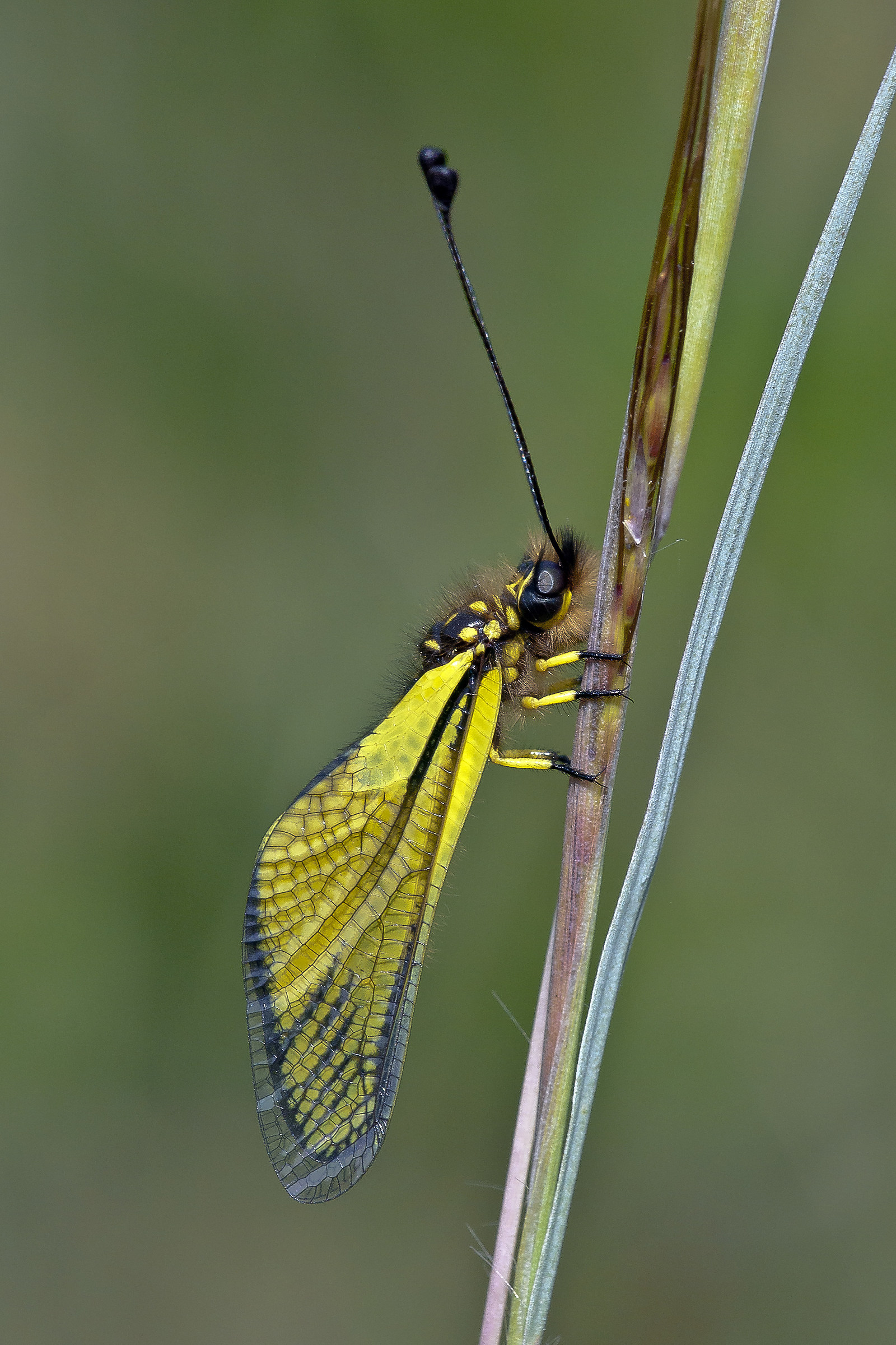 Libelloides - Ascalaphidae