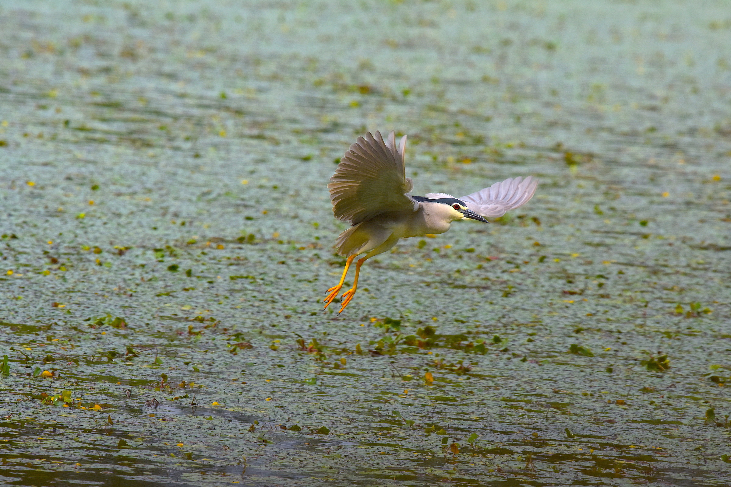 Landing in the swamp