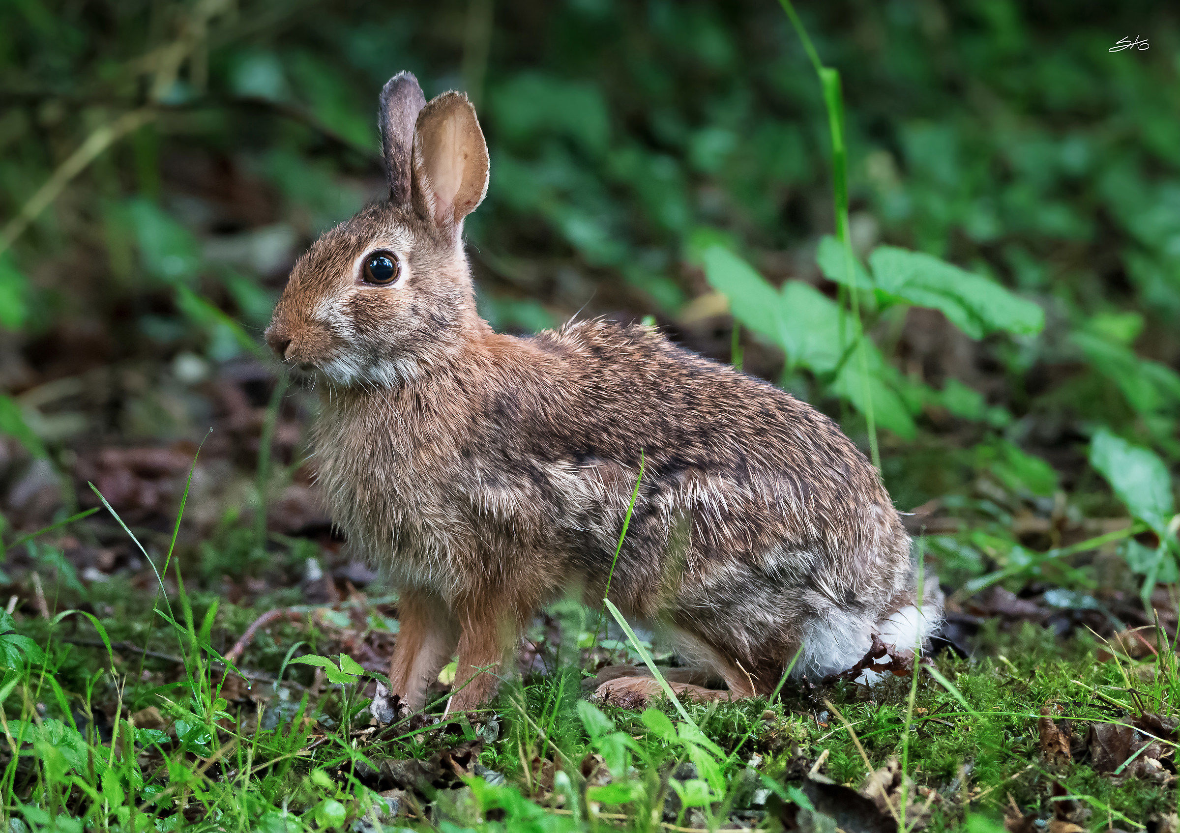 Cottontail in the undergrowth