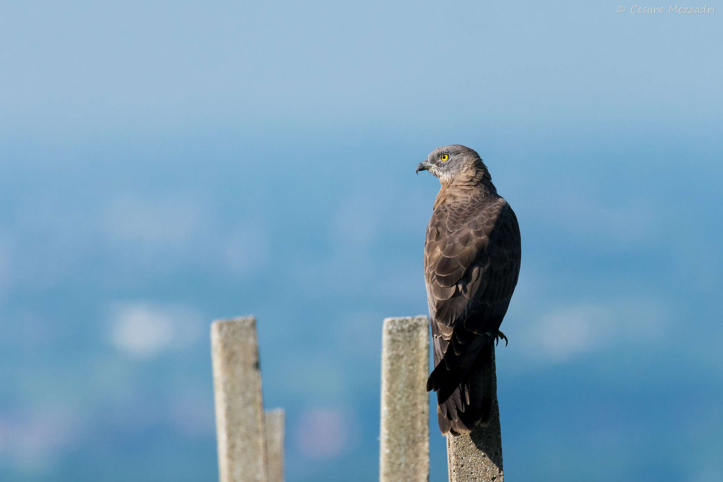 Young Buzzard (Buteo buteo)