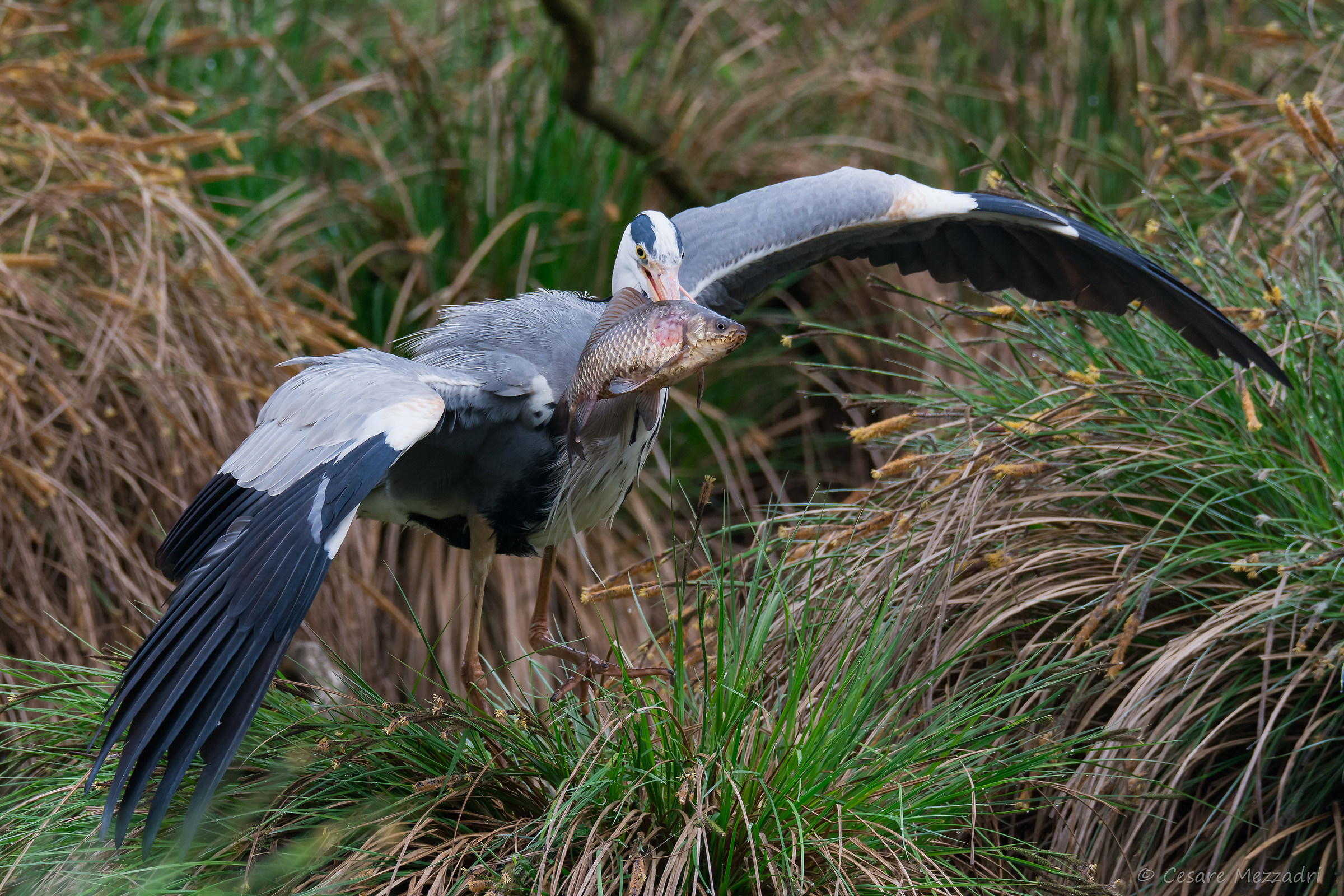 Grey Heron with prey (Ardea cinerea)