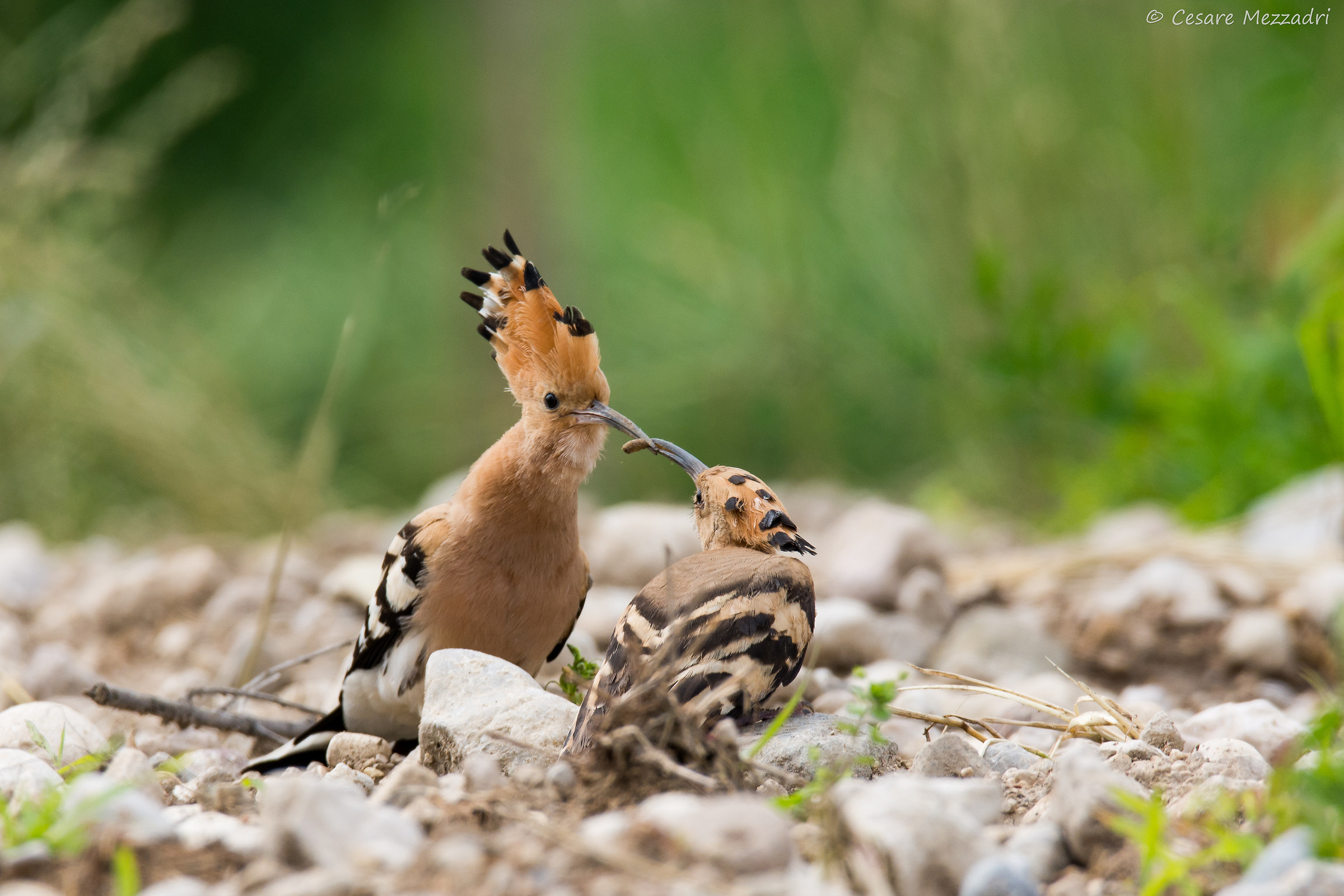 maternal love. Hoopoe (Upupa epops)