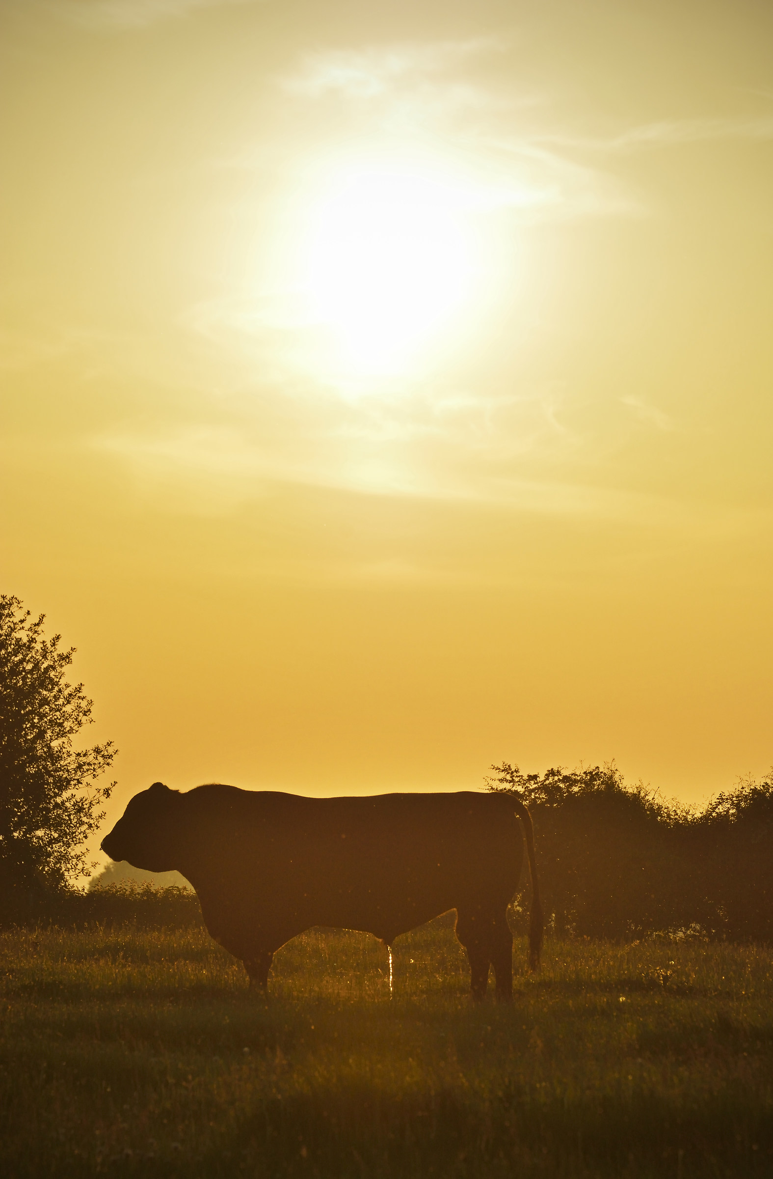 "Keep Out! - Bull in Field"!