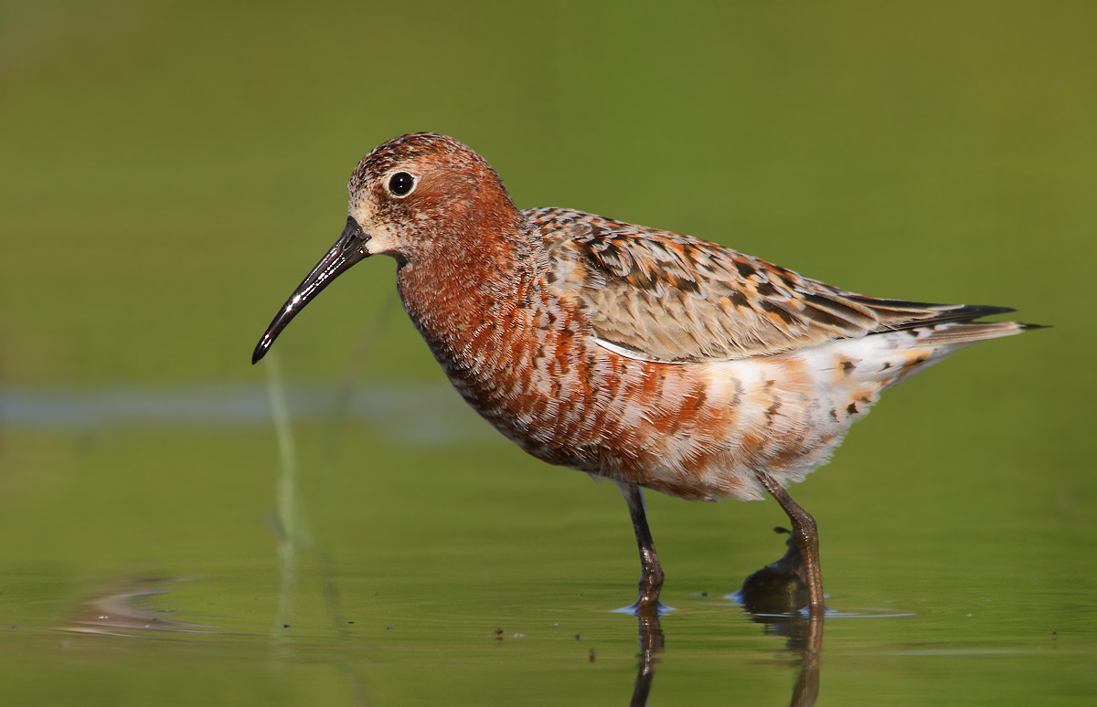 sandpiper