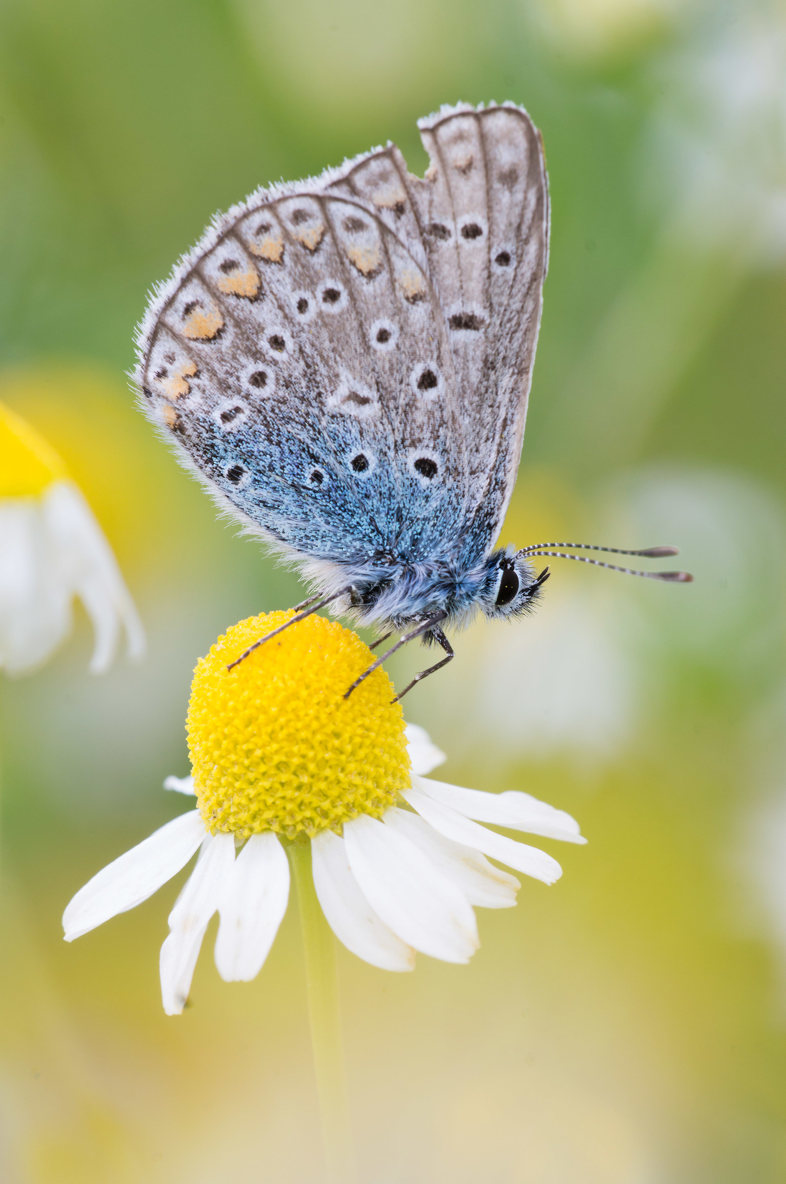Chamomile favotisce sleep