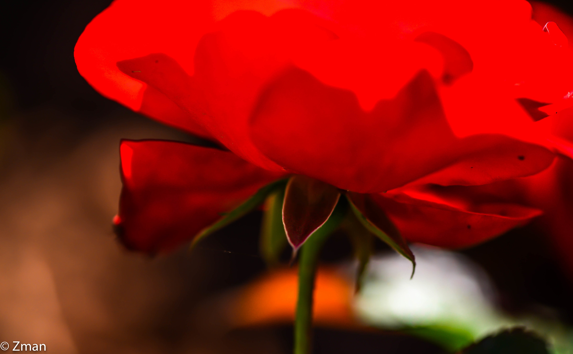 Red Rose