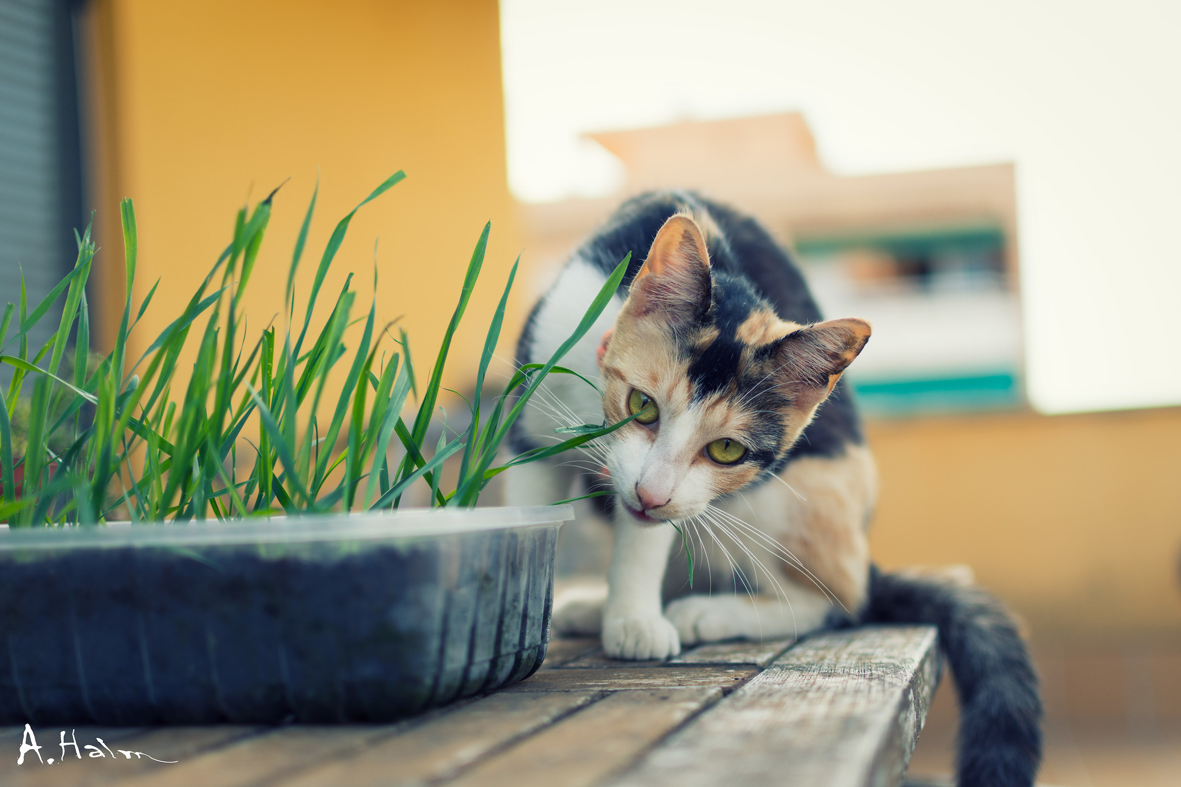 Cosa stai cercando a tizio?