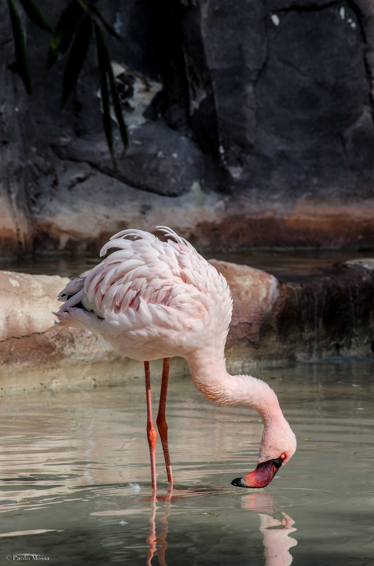 flamingo 2