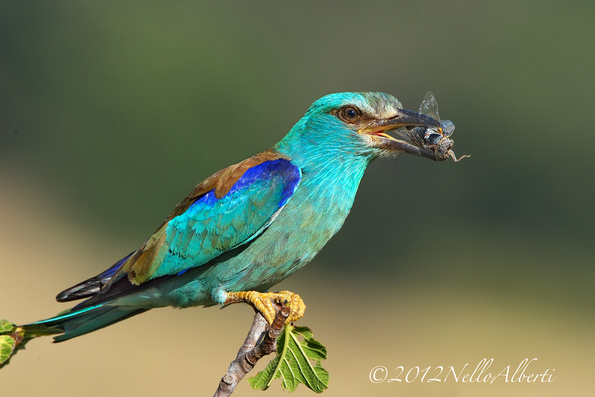 Ghiandaia Marina ...