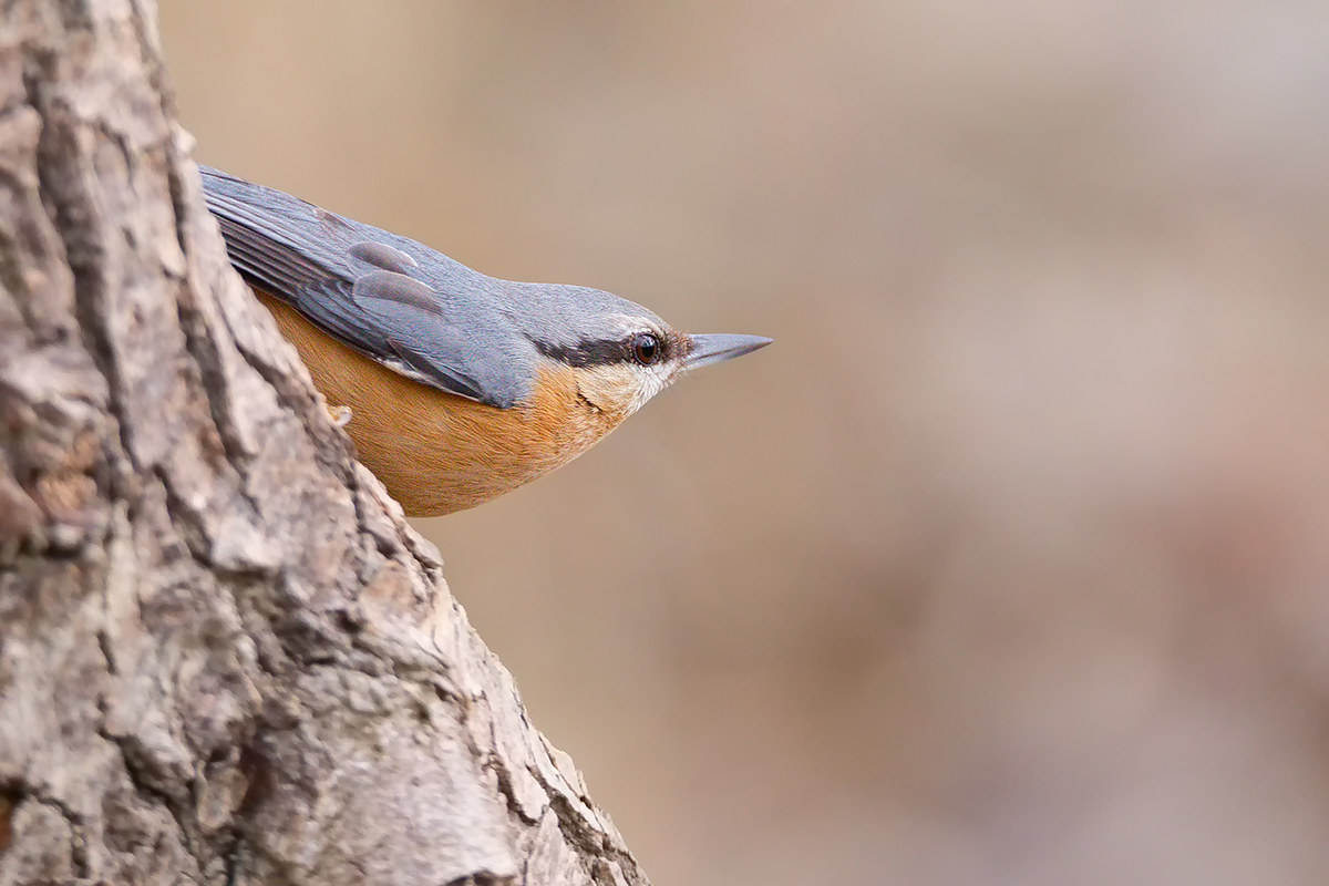 Nuthatch (Sitta europaea)