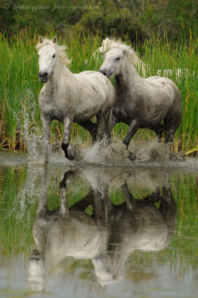 horses of the Camargue