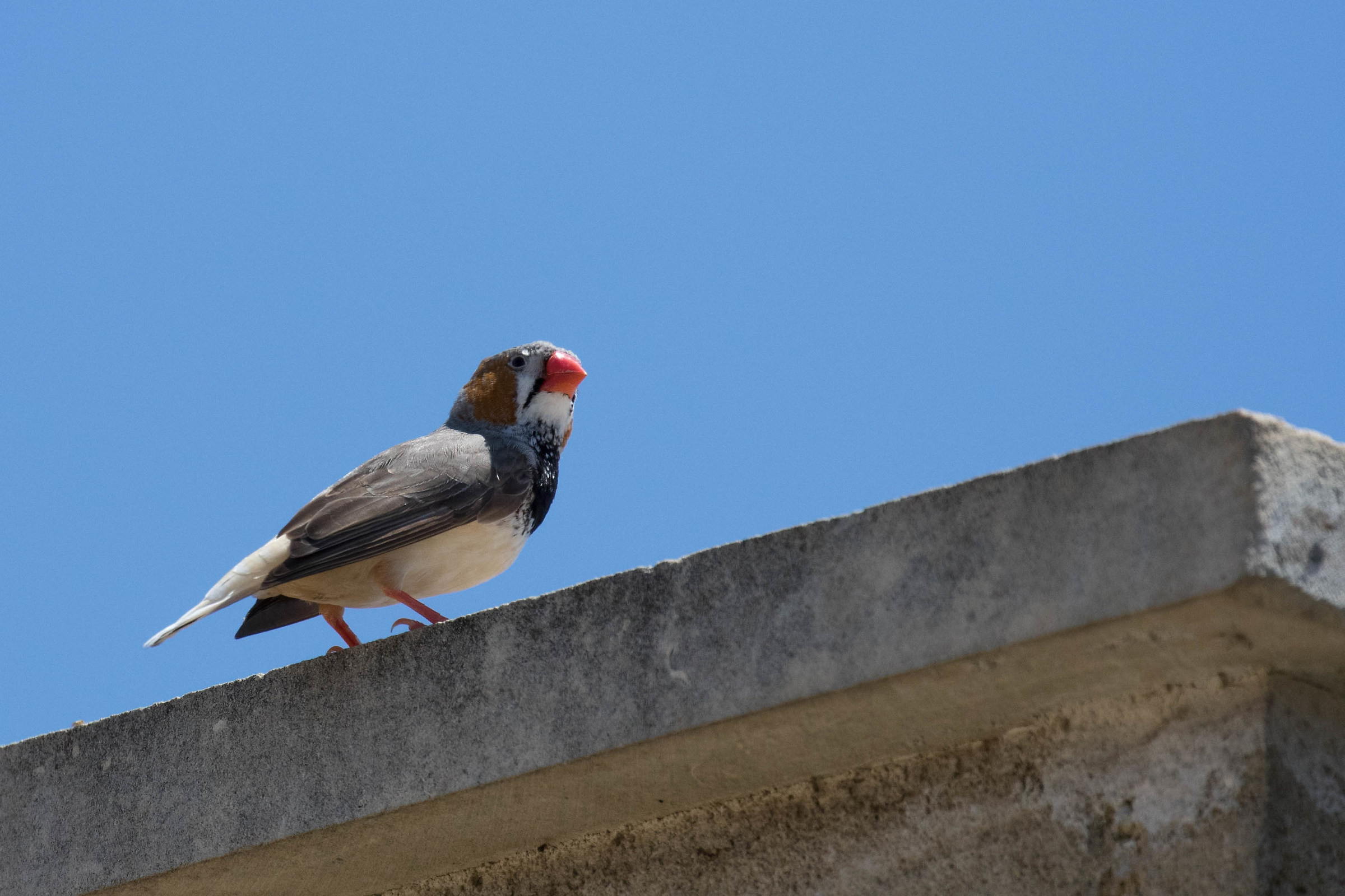 Goldfinch red beak (crop 50)