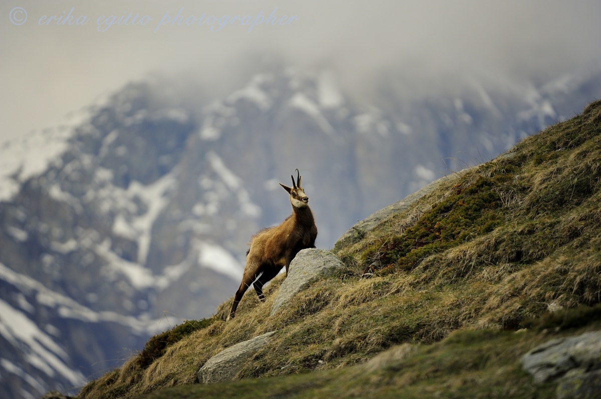 chamois