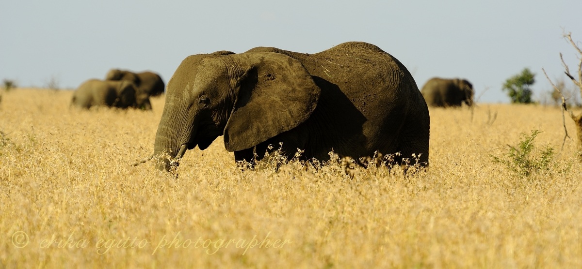 African elephant