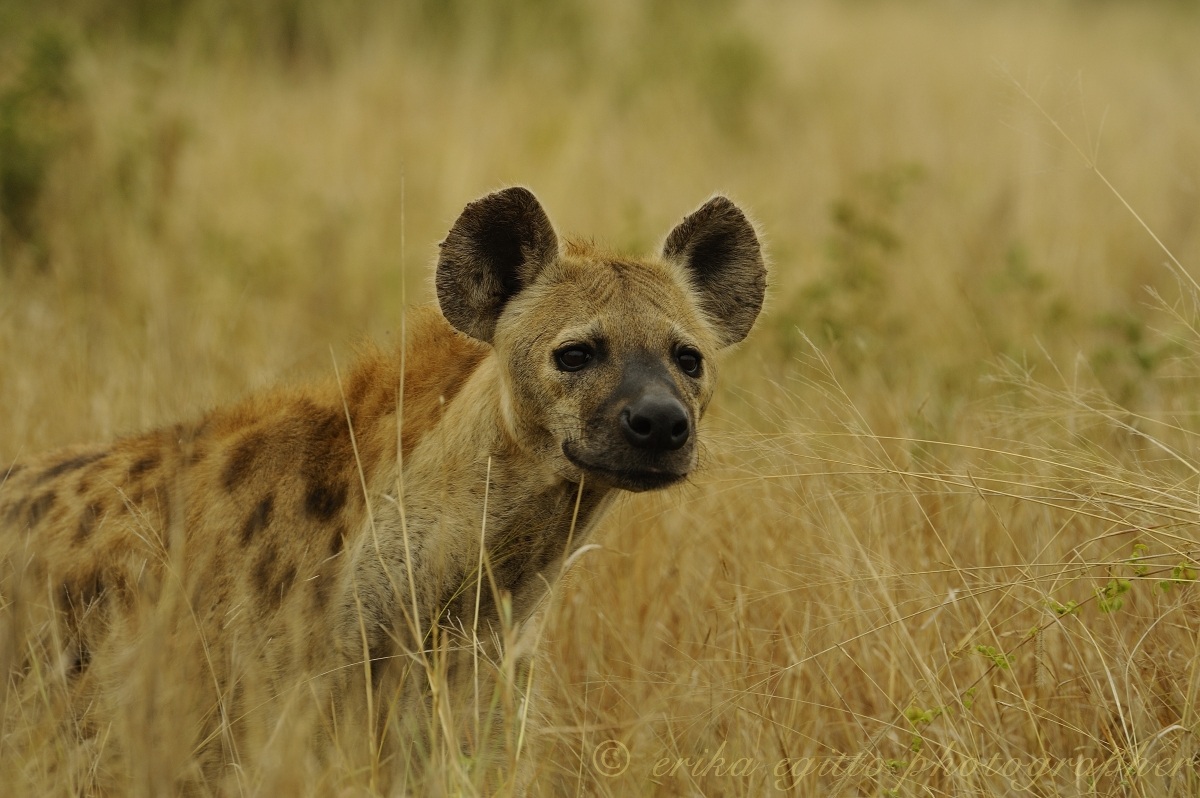 spotted hyena