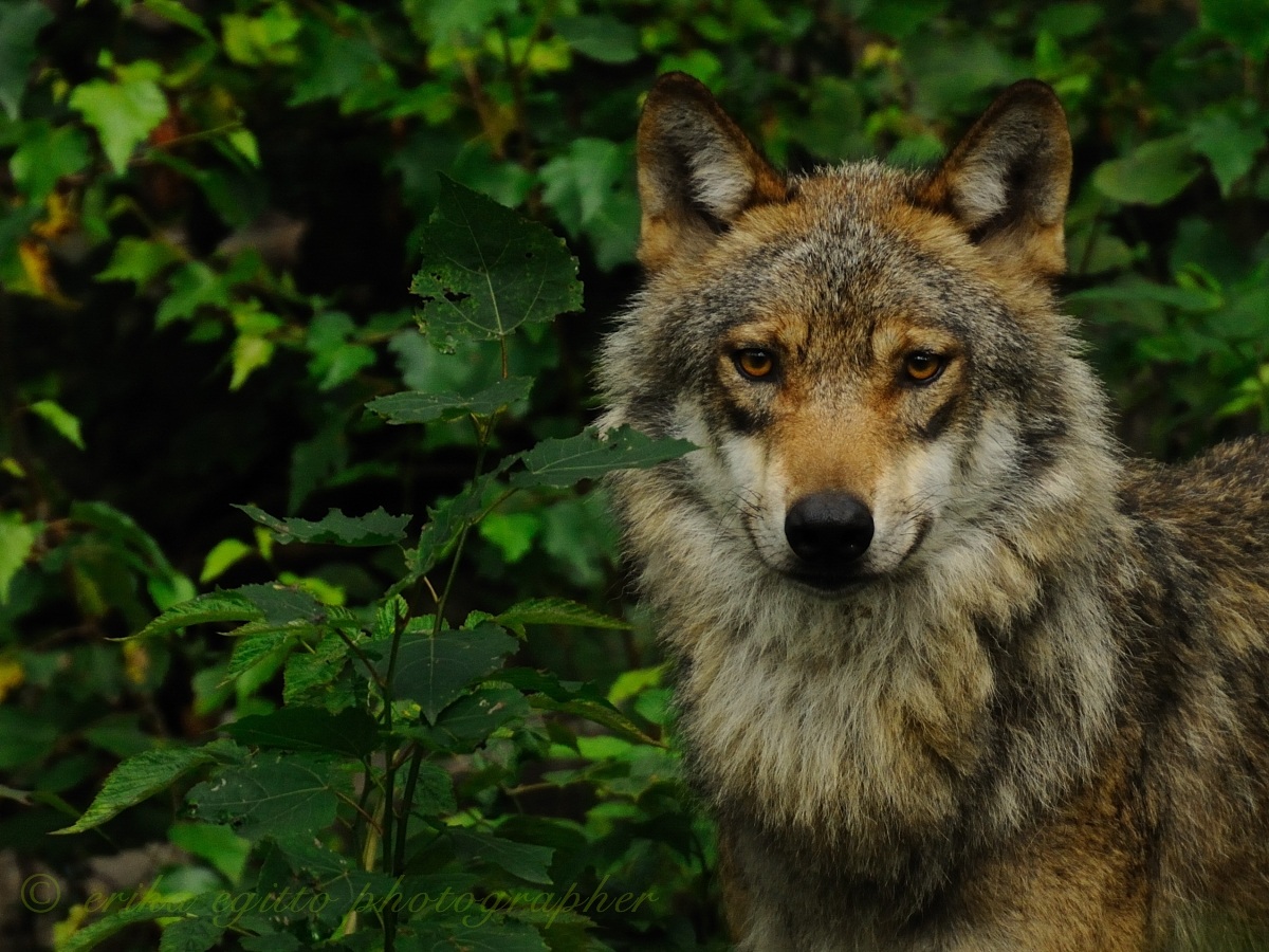 European wolf
