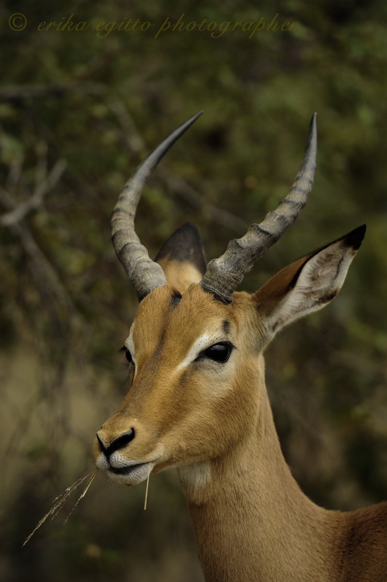 impala