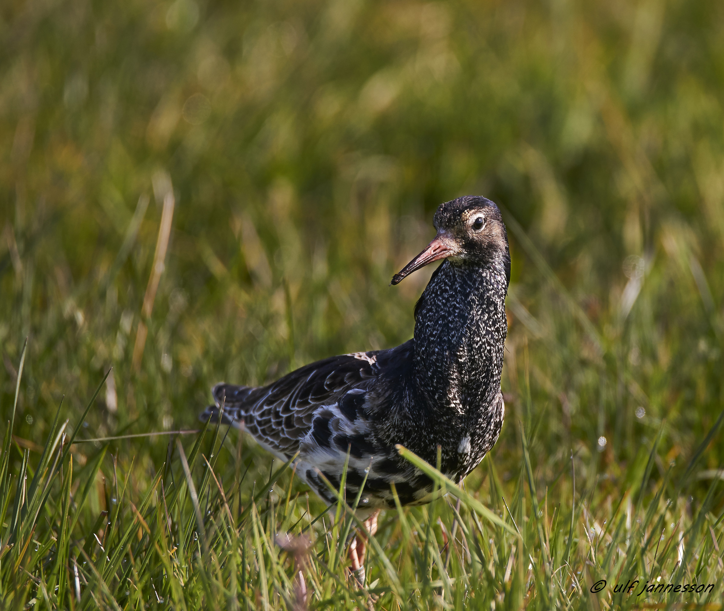 Un altro maestoso Ruff