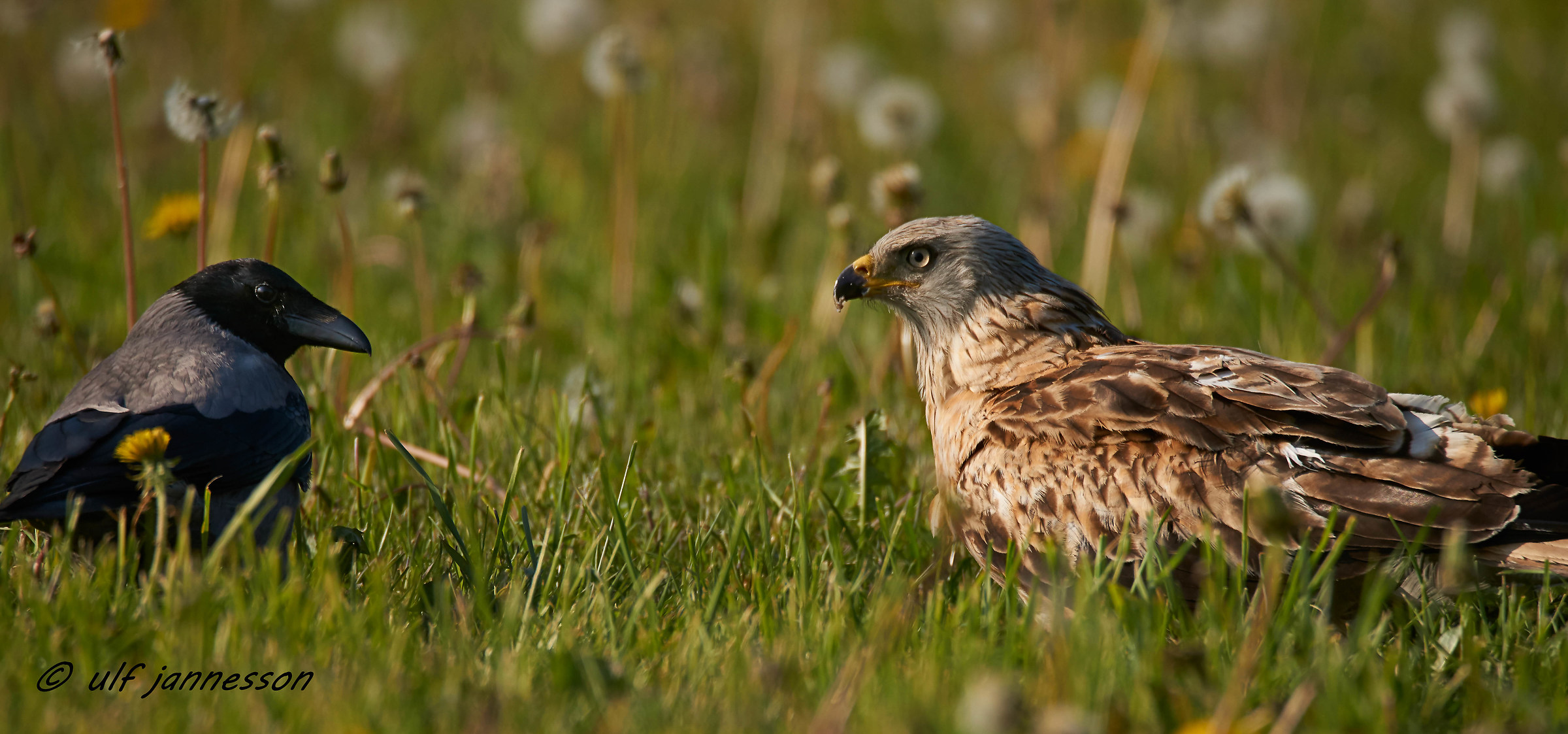 Crow e Red Kite