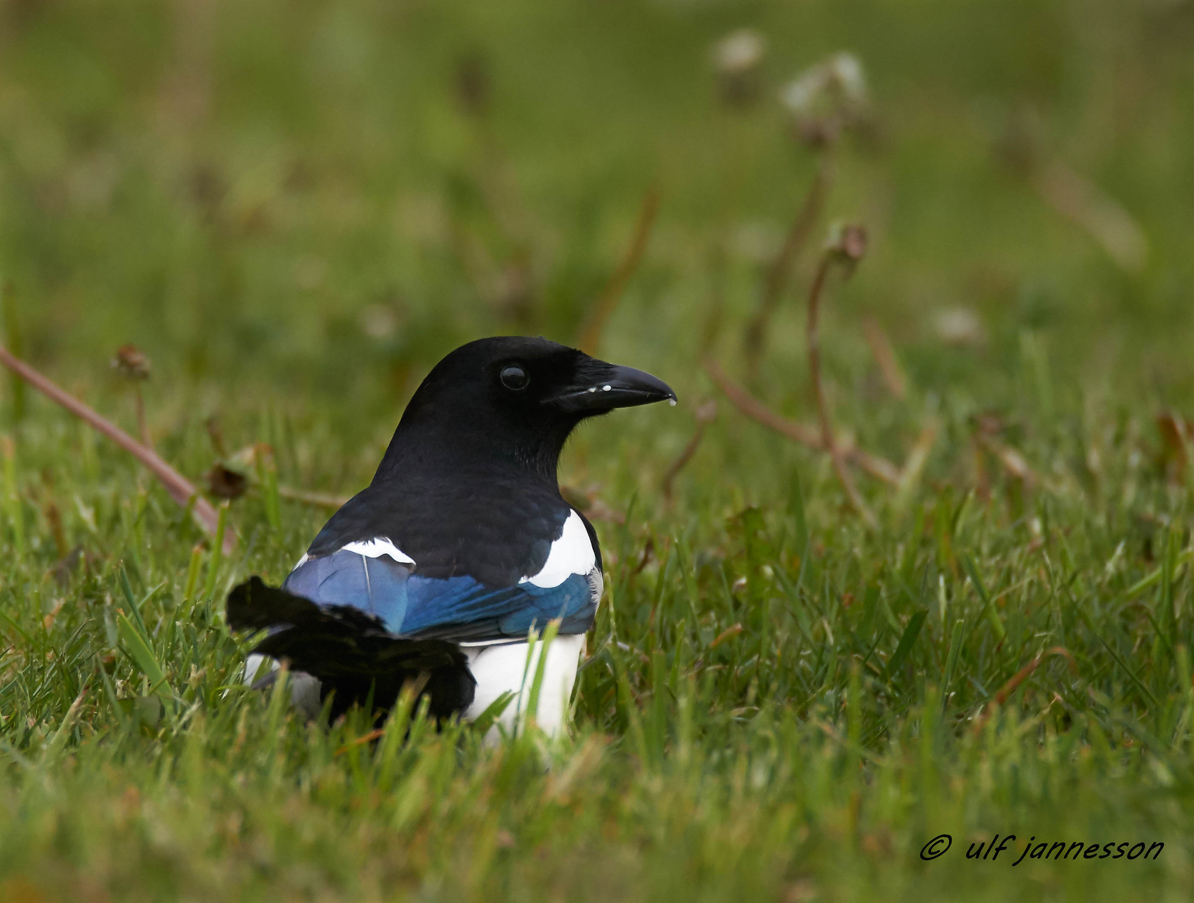 Magpie bel profilo dal retro