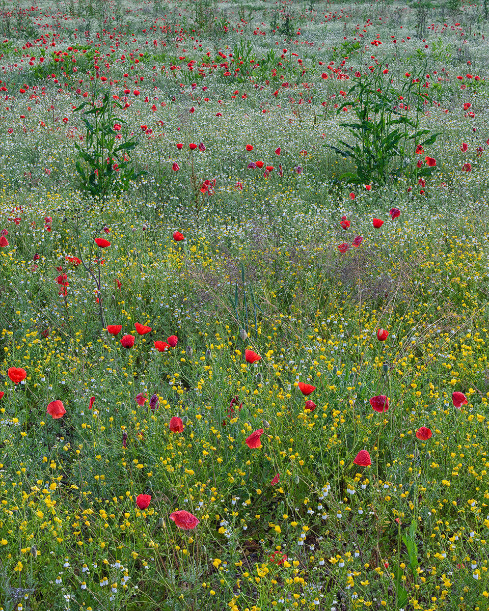 Simple colors of nature in the house.