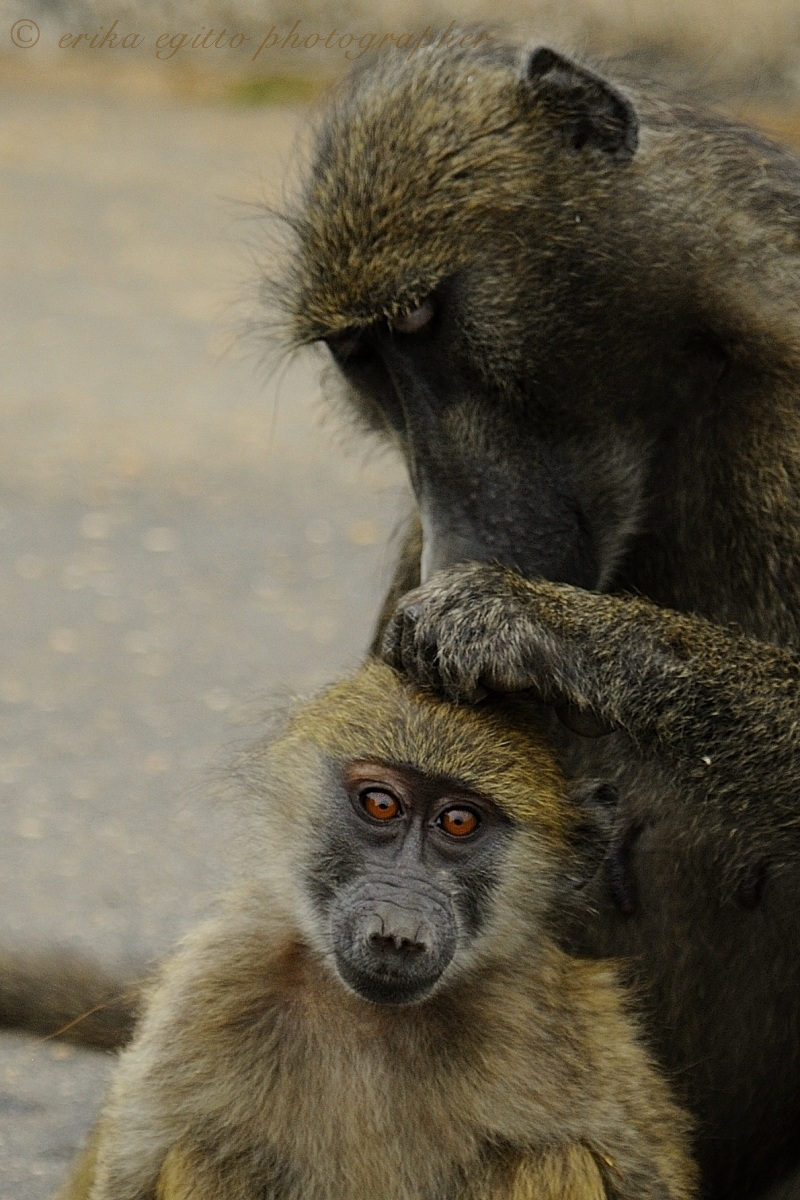 Baboons
