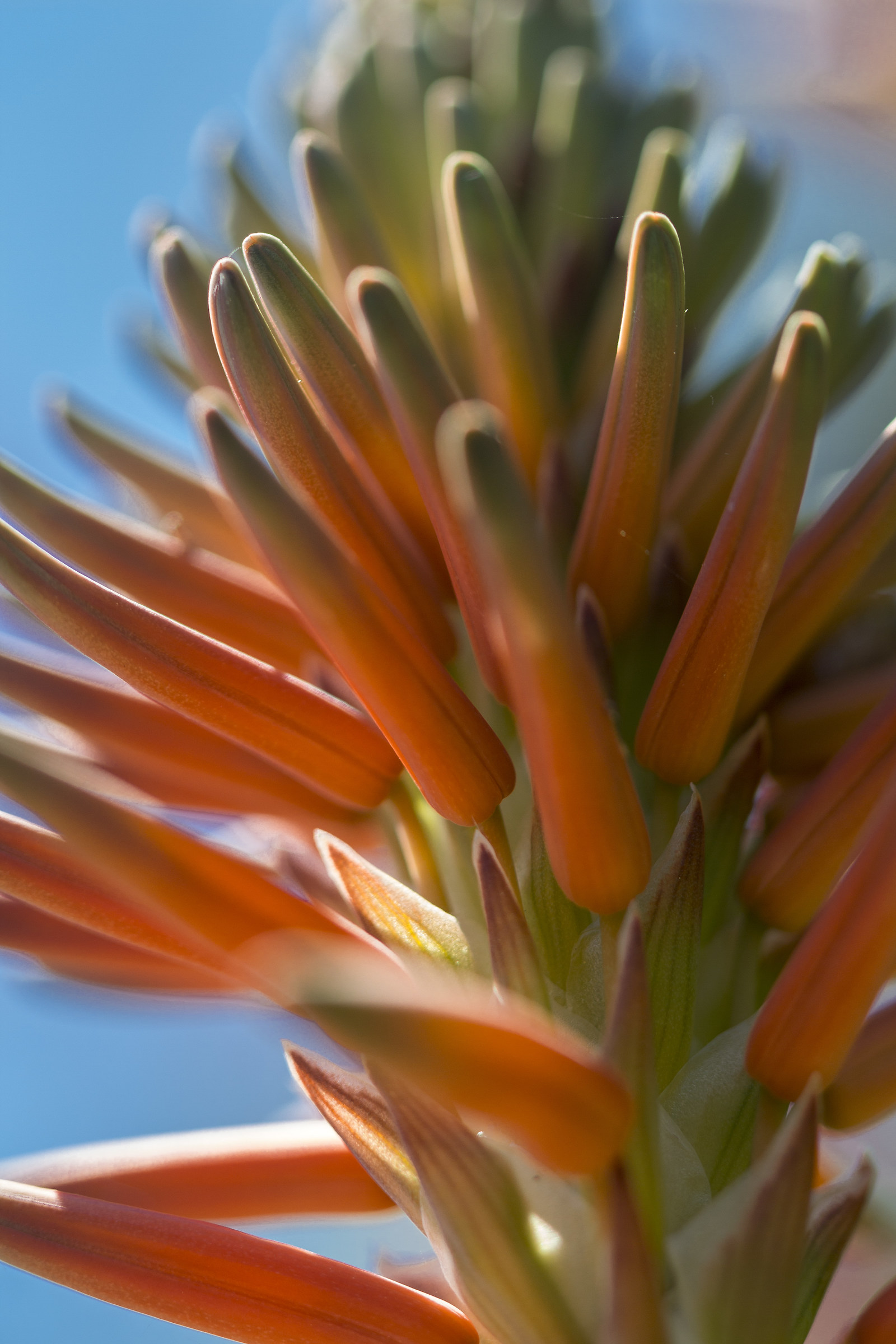 Aloe flower
