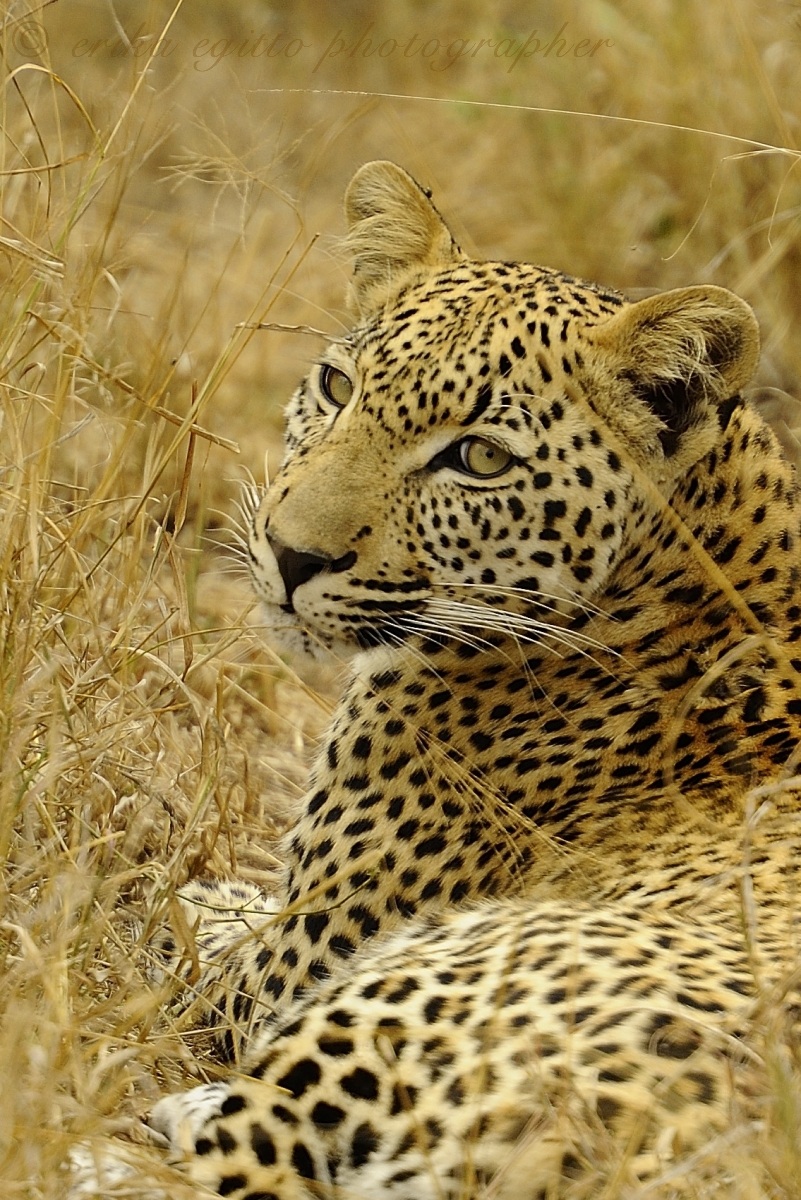 portrait of leopard