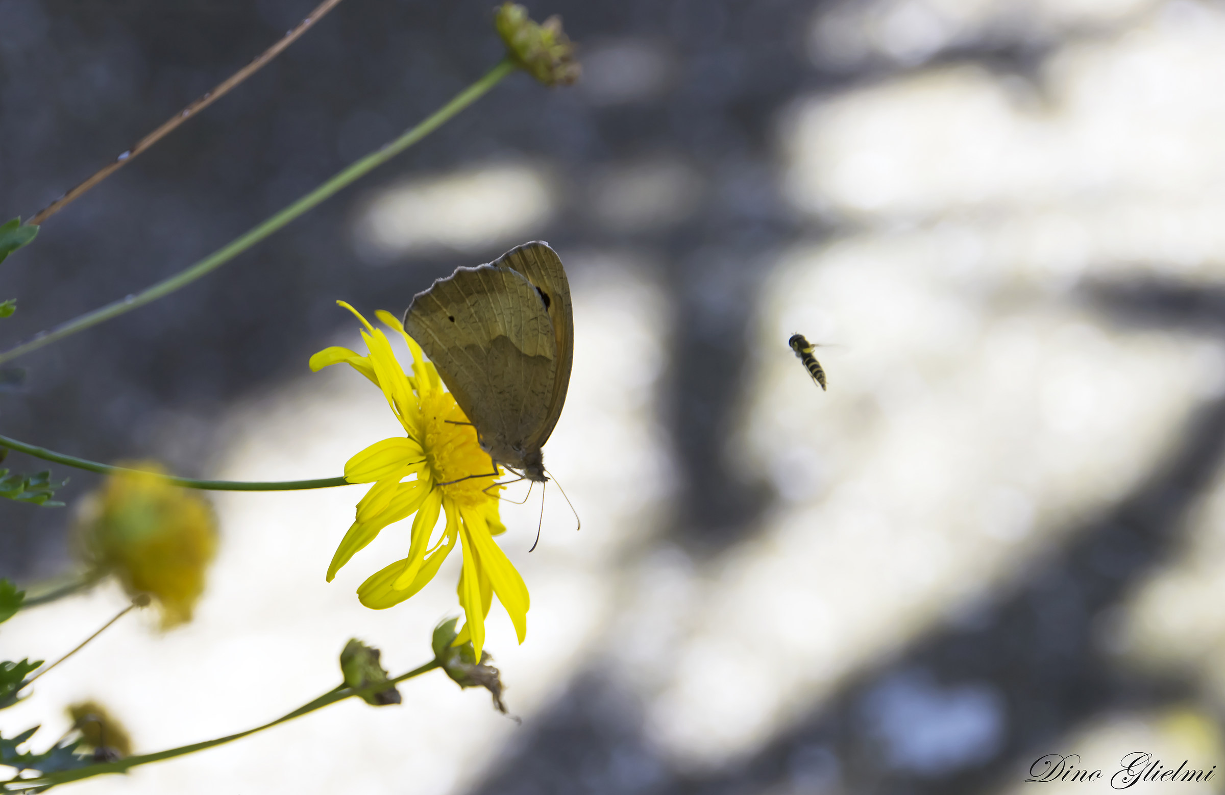 "Float like a butterfly, sting like a bee"