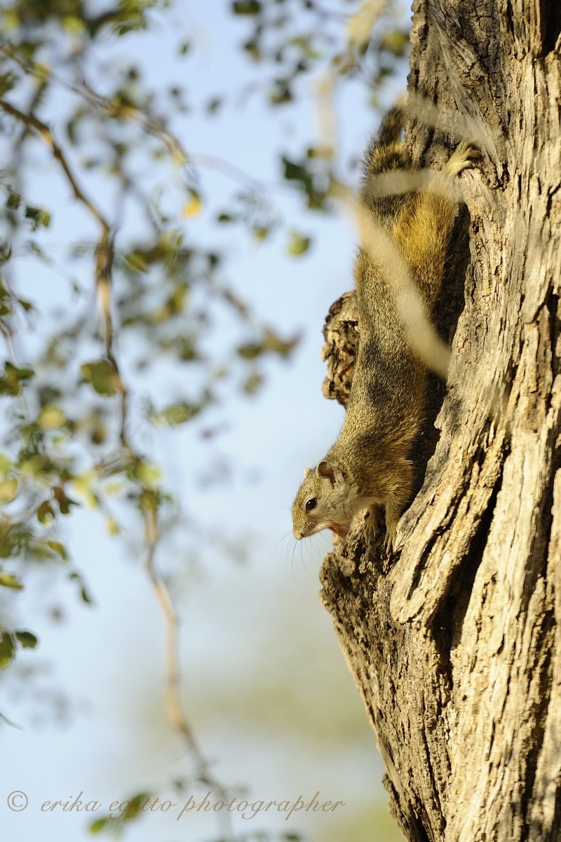 African squirrel