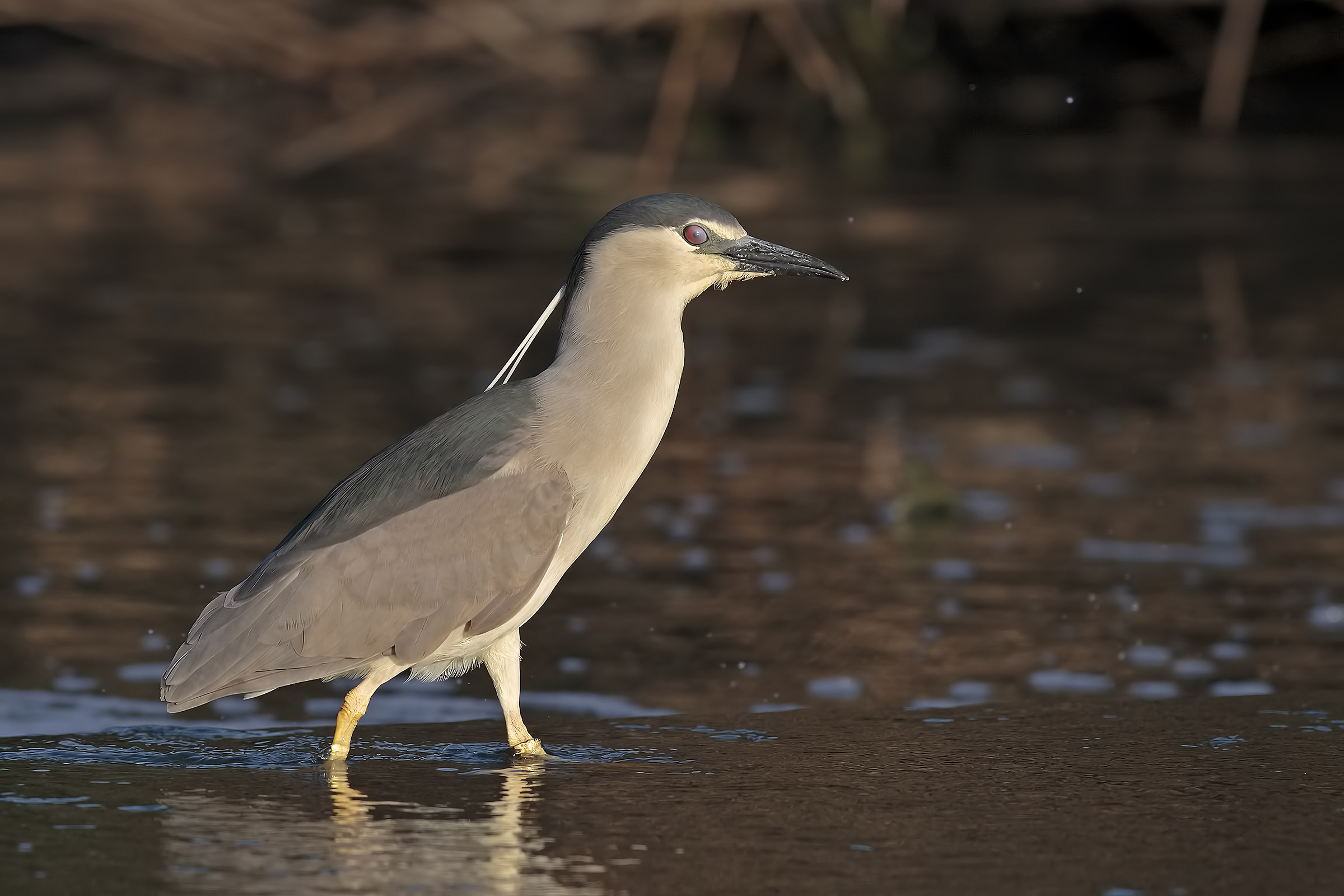 Night Heron