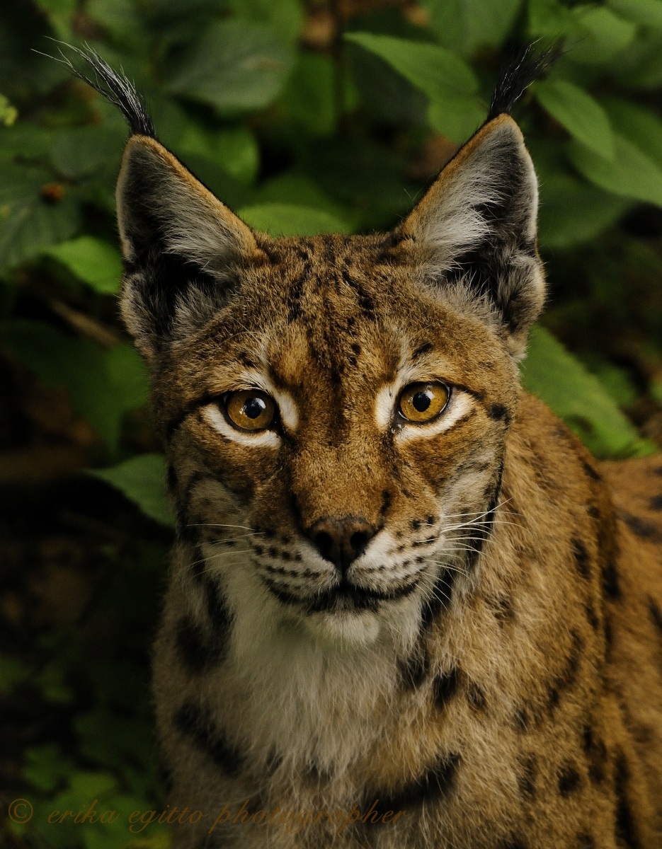 European lynx