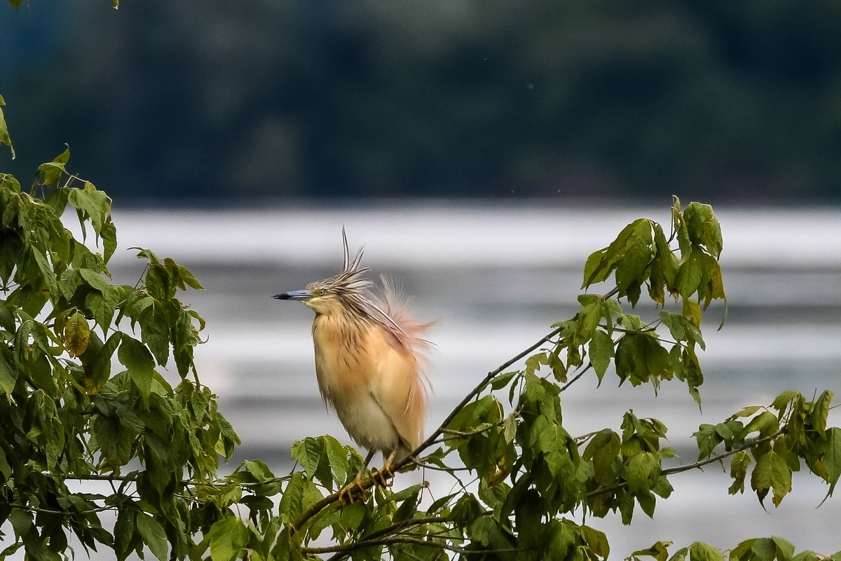 Disheveled by the wind