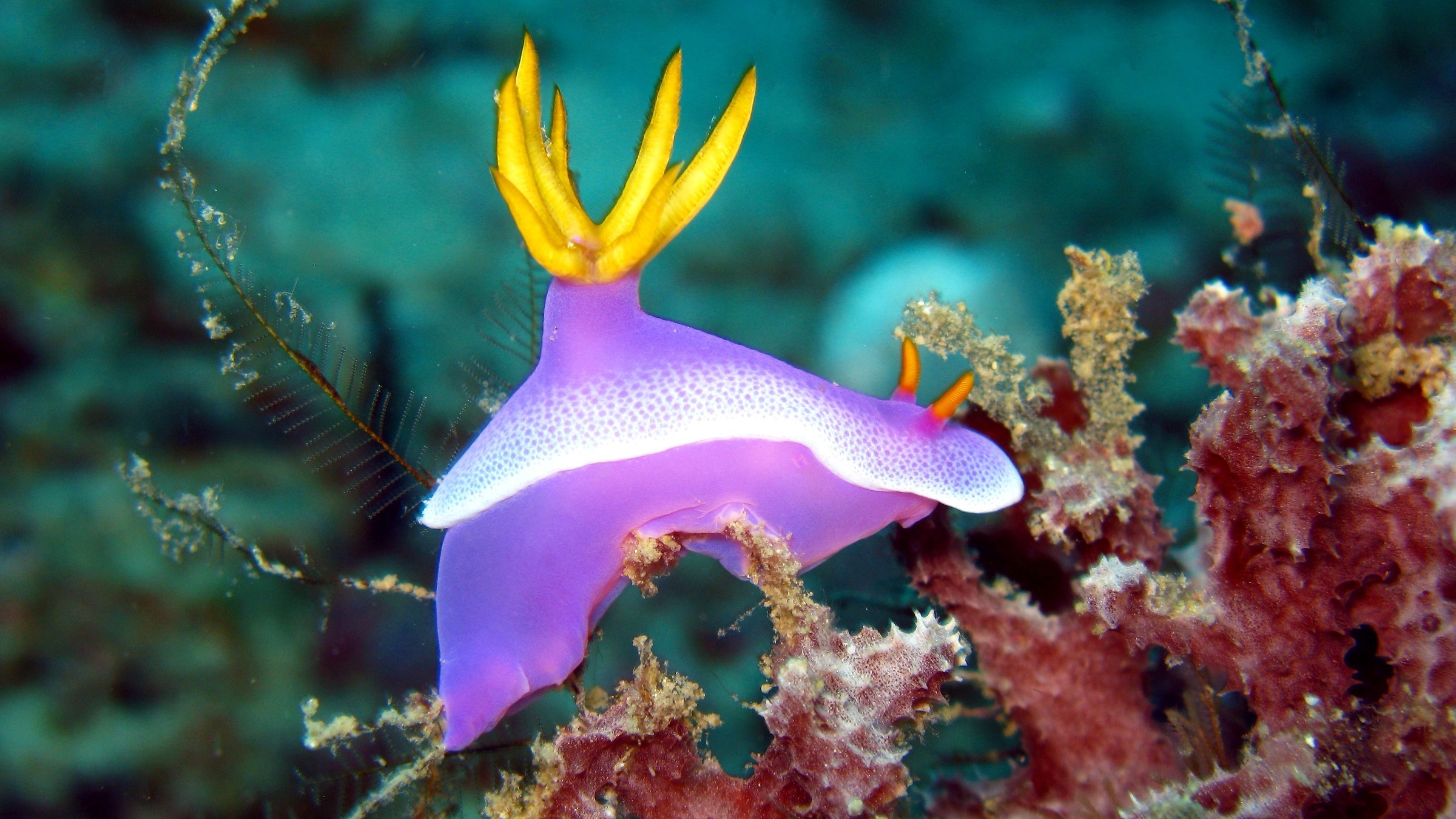 Hypselodori bullocki