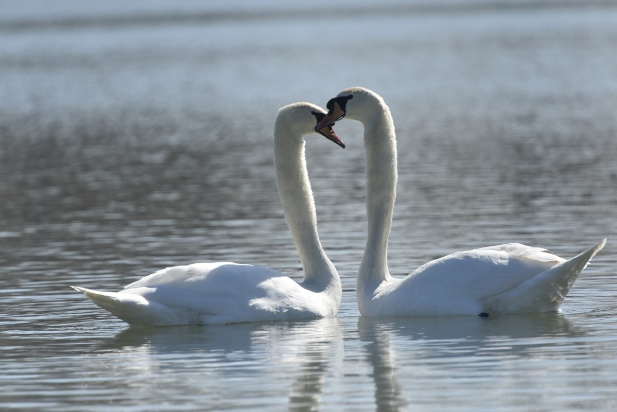 dichiarazione d'amore