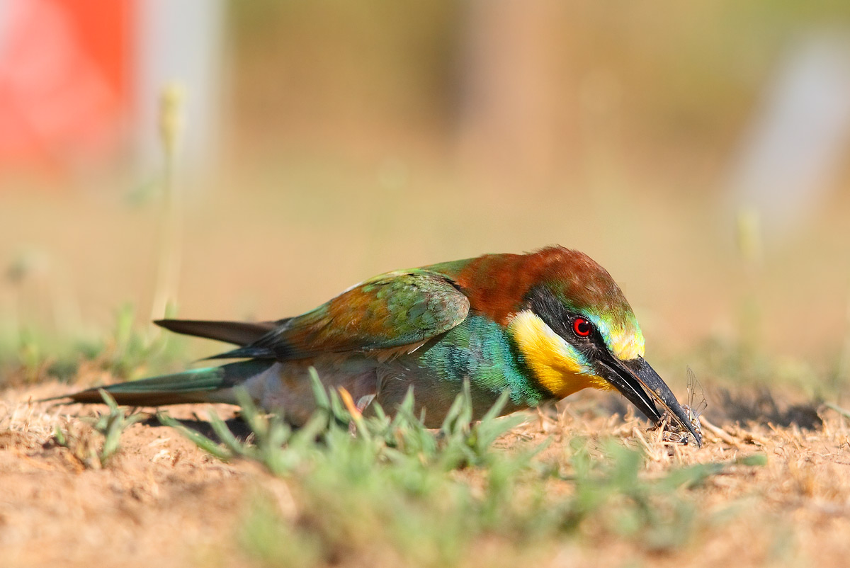 bee-eater