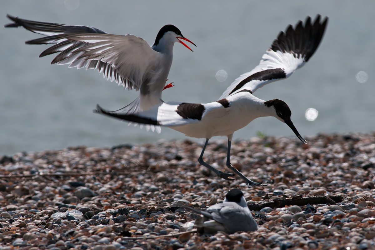 The attack (Tern and Avocet)