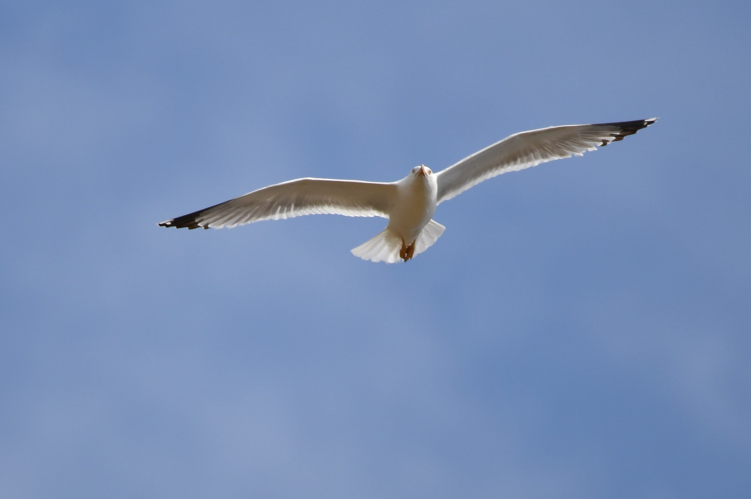 Seagull Crop 50 (no PP)